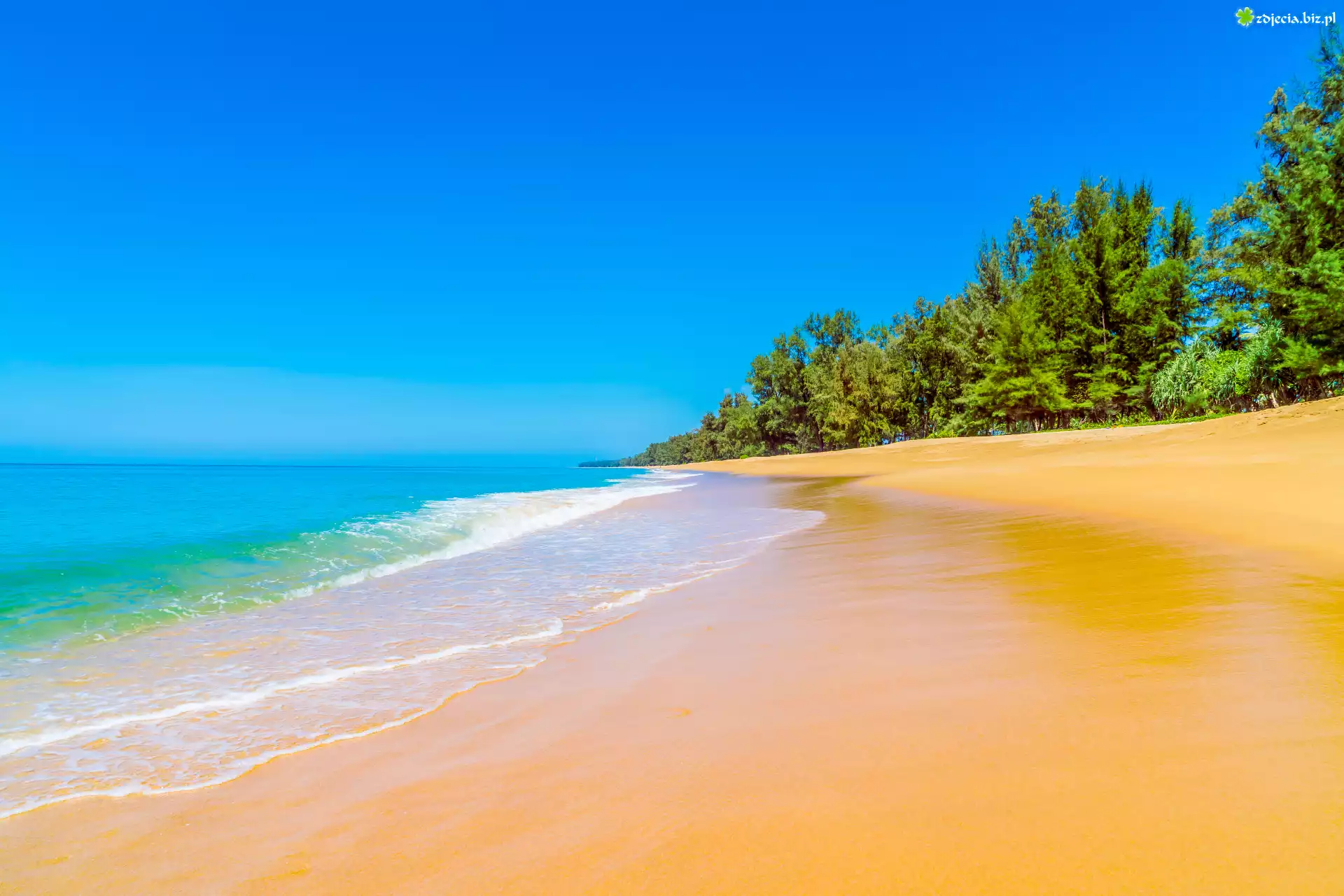 Lato, Ocean, Plaża, Piasek, Niebieskie, Niebo, Drzewa