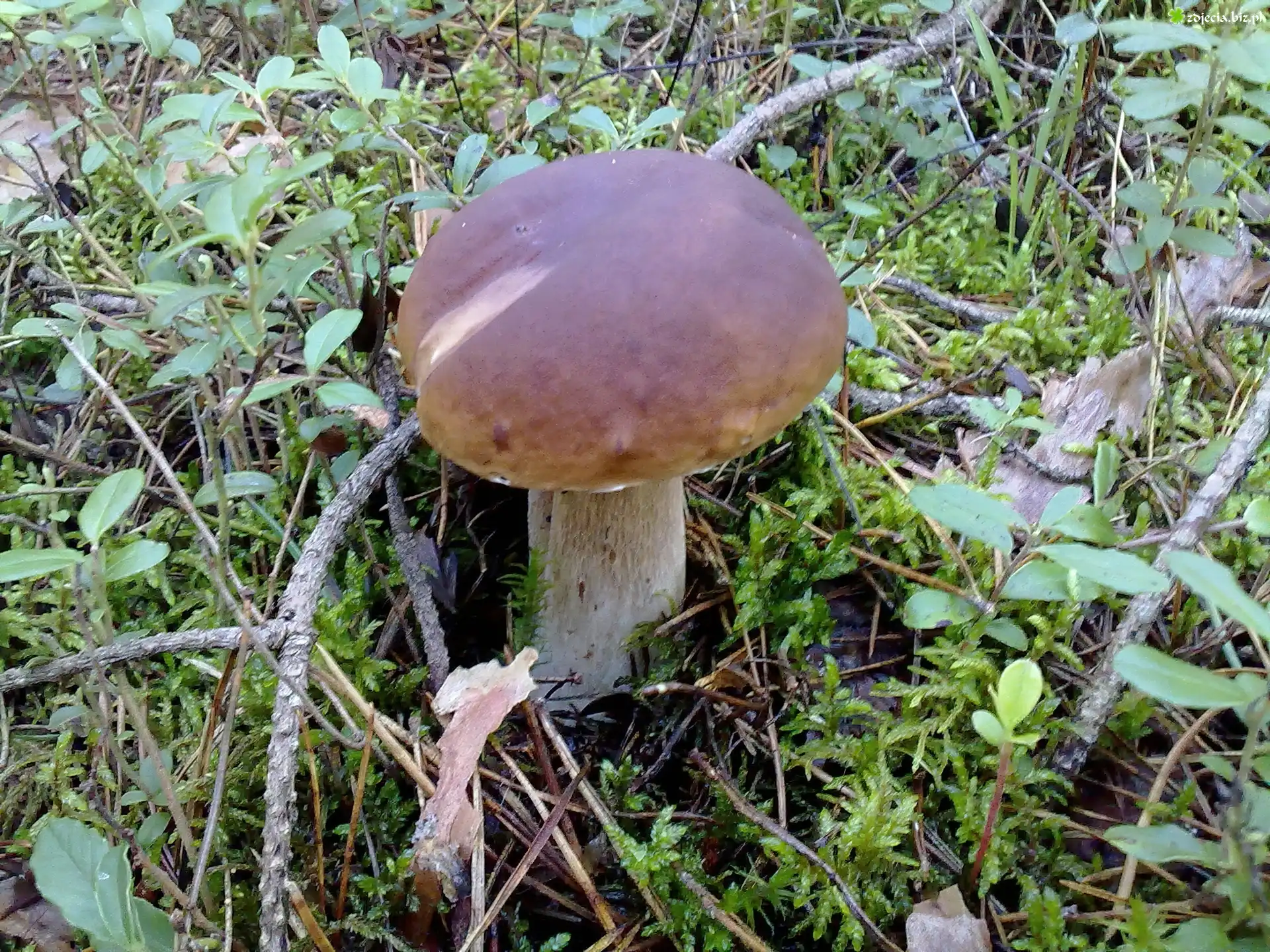Piękny, Grzyb, Runo, Leśne