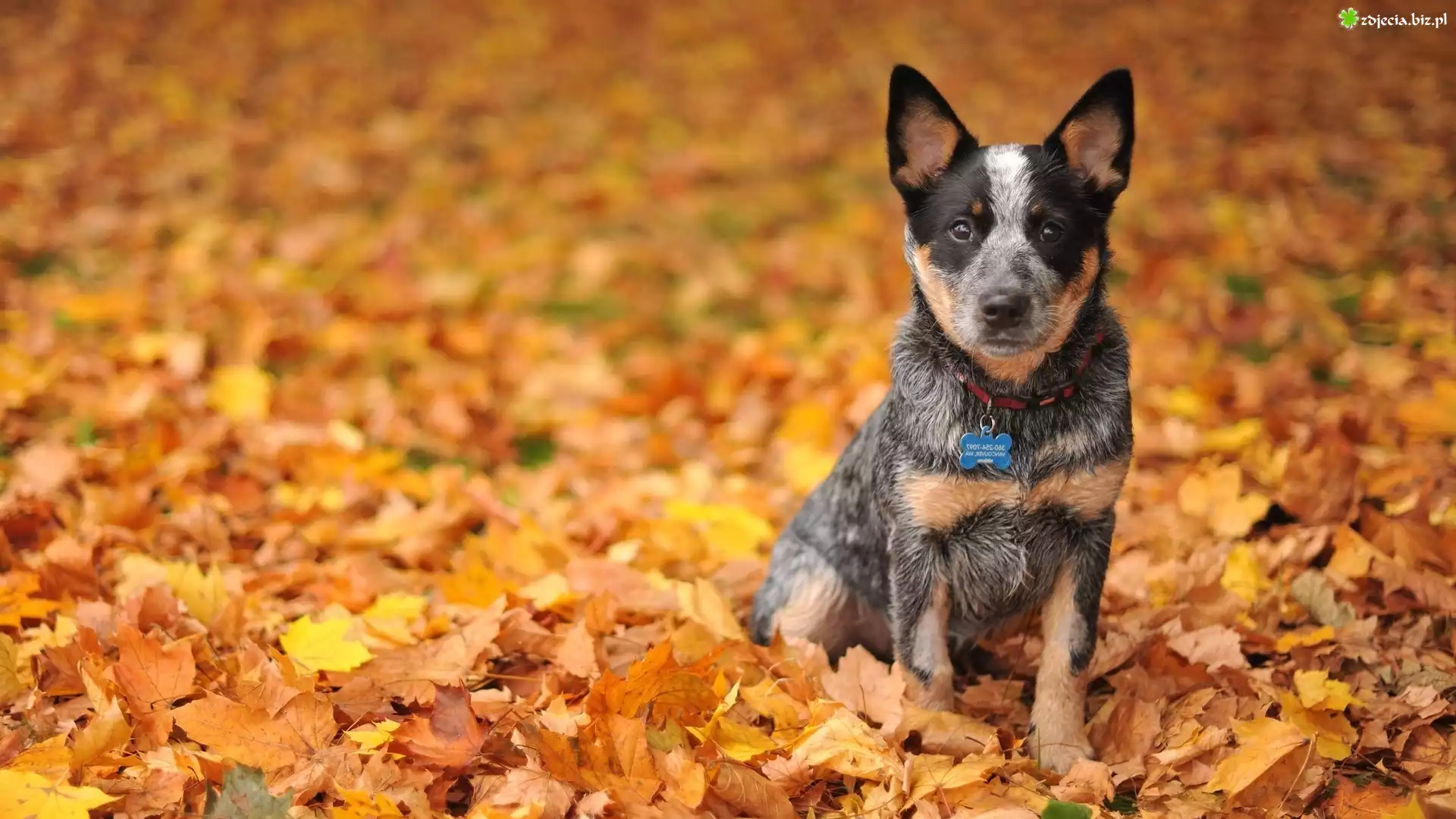 Australijski pies pasterski, Australian Cattle Dog, Liście