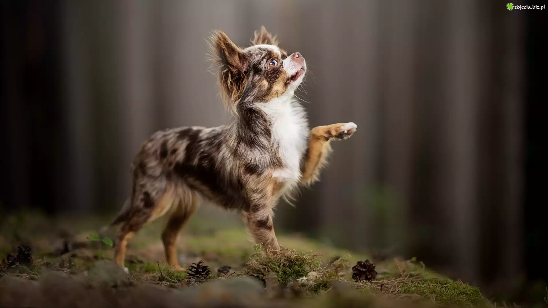 Pies, Chihuahua długowłosa, Ściółka, Szyszki