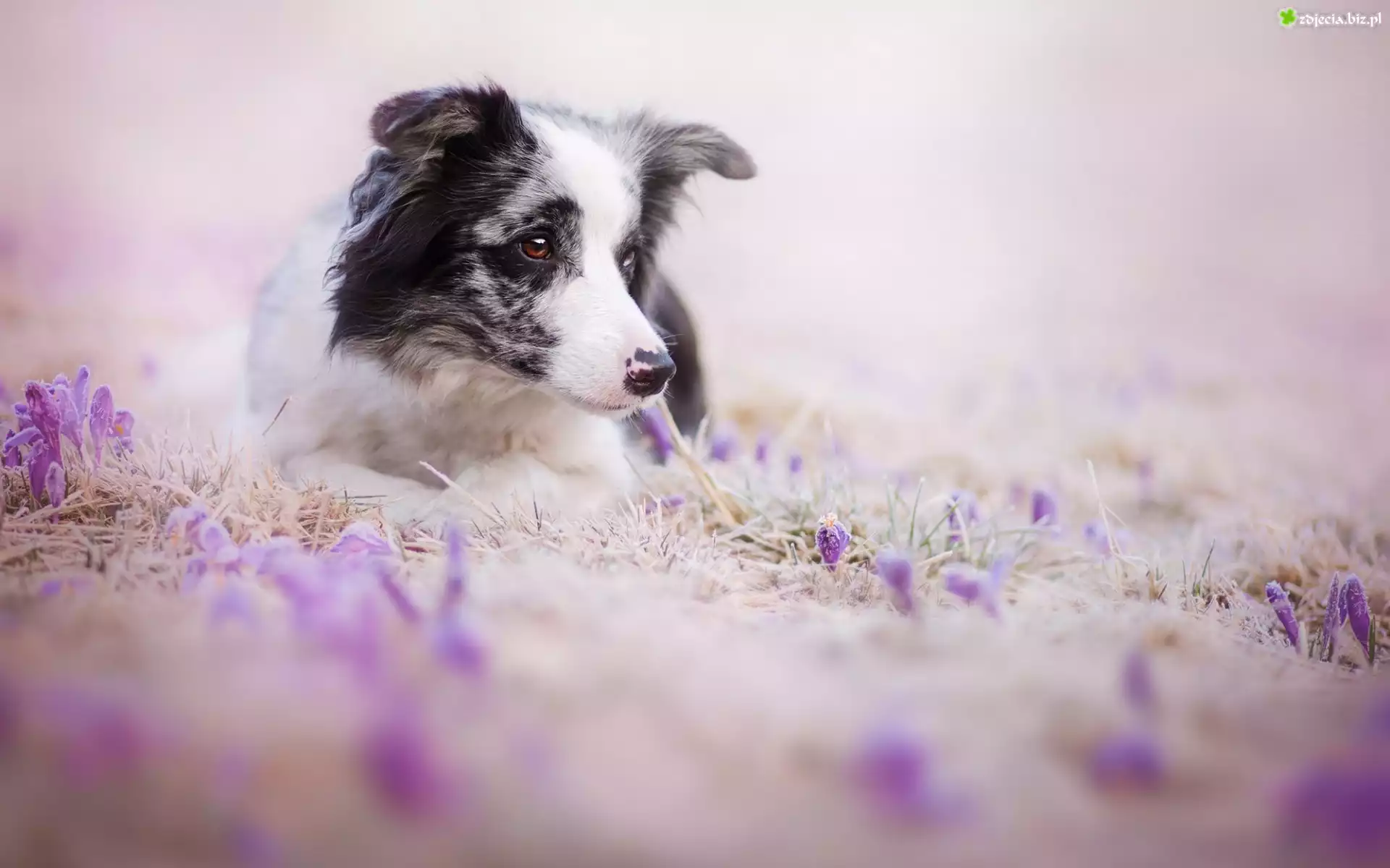 Pies, Border Collie, Kwiaty