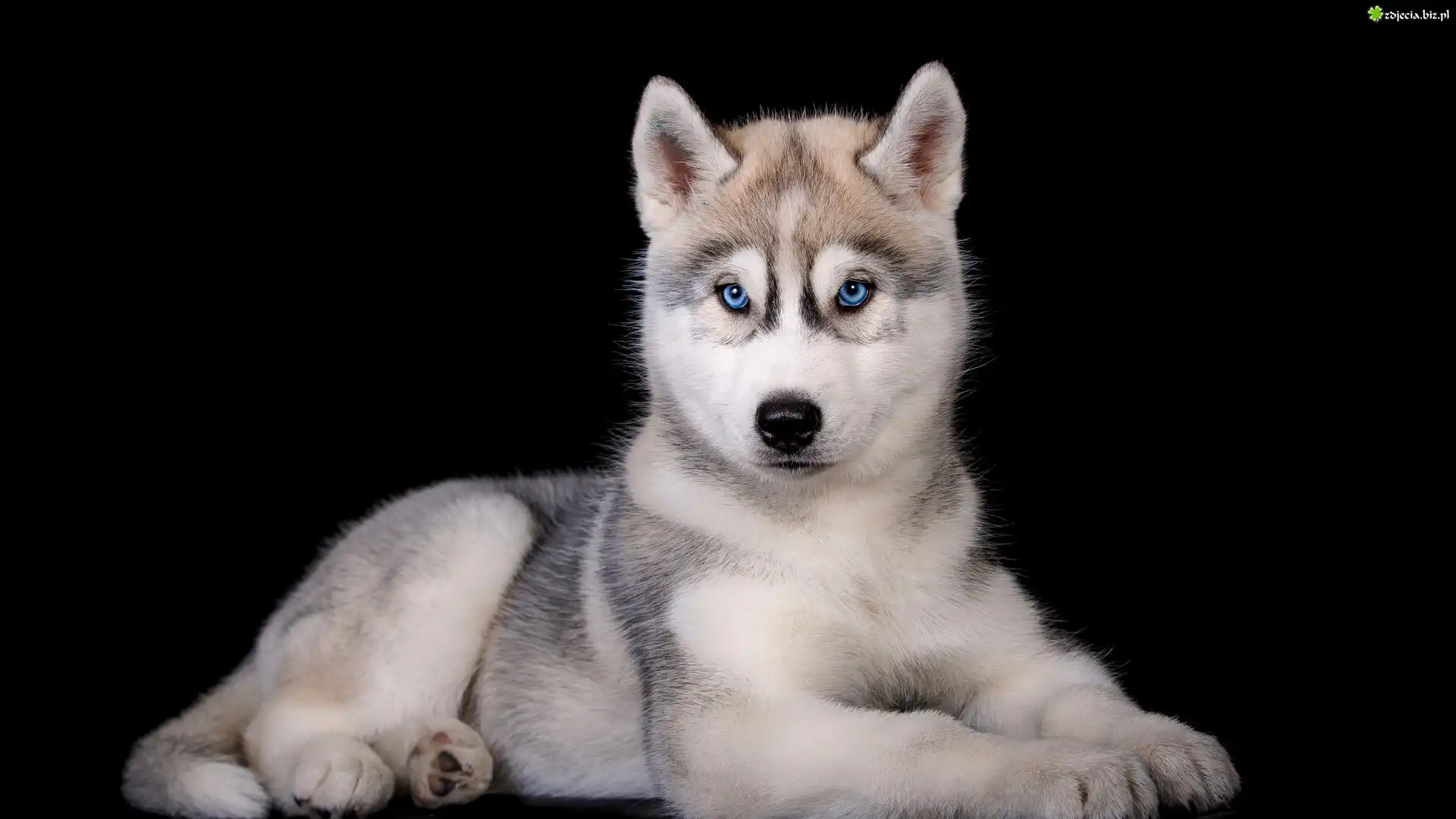 Pies, Szczeniak, Siberian husky, Czarne, Tło