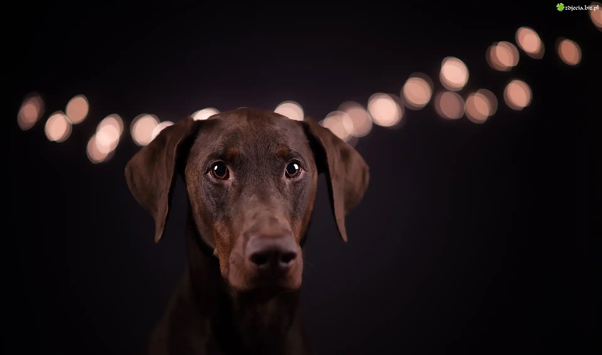 Pies, Doberman, Światła, Czarne, Tło