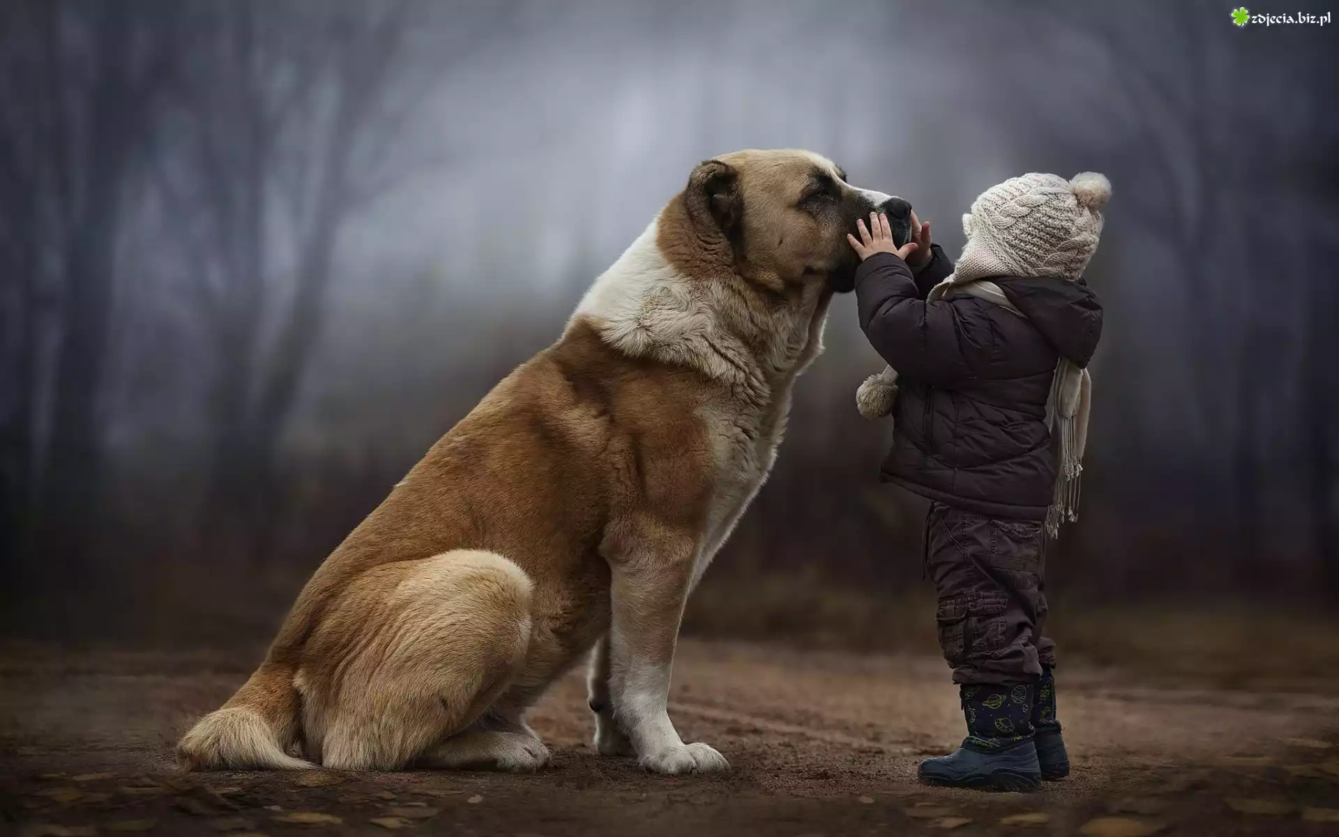Pies, Dziecko, Drzewa Bullmastiff