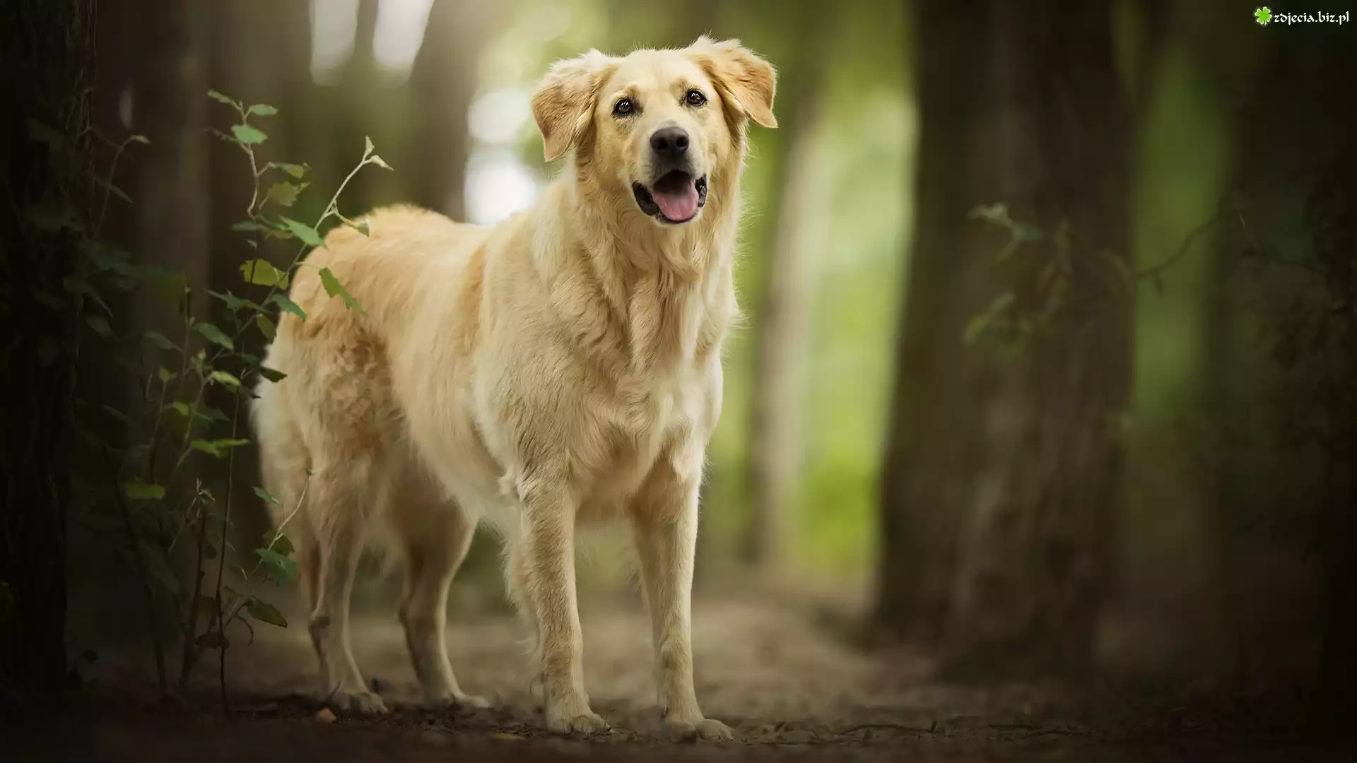 Pies, Golden retriever, Drzewa, Las
