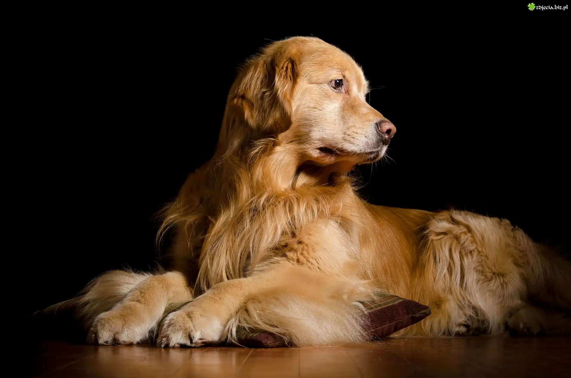 Pies, Leżący, Golden retriever