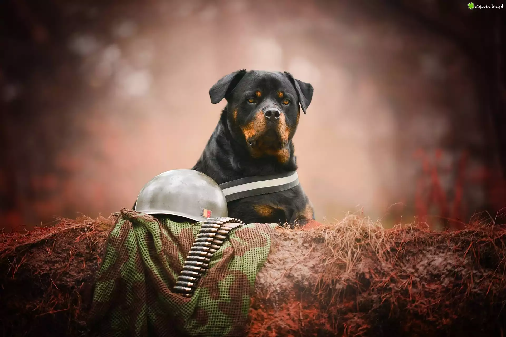 Pies, Rottweiler, Hełm, Naboje
