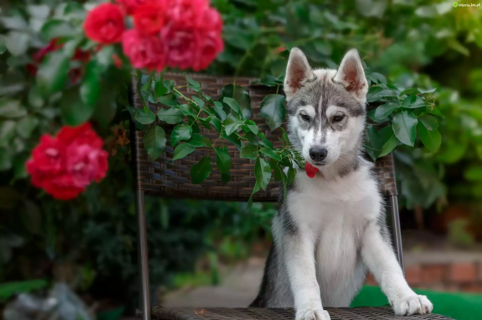 Pies, Siberian husky, Krzesło