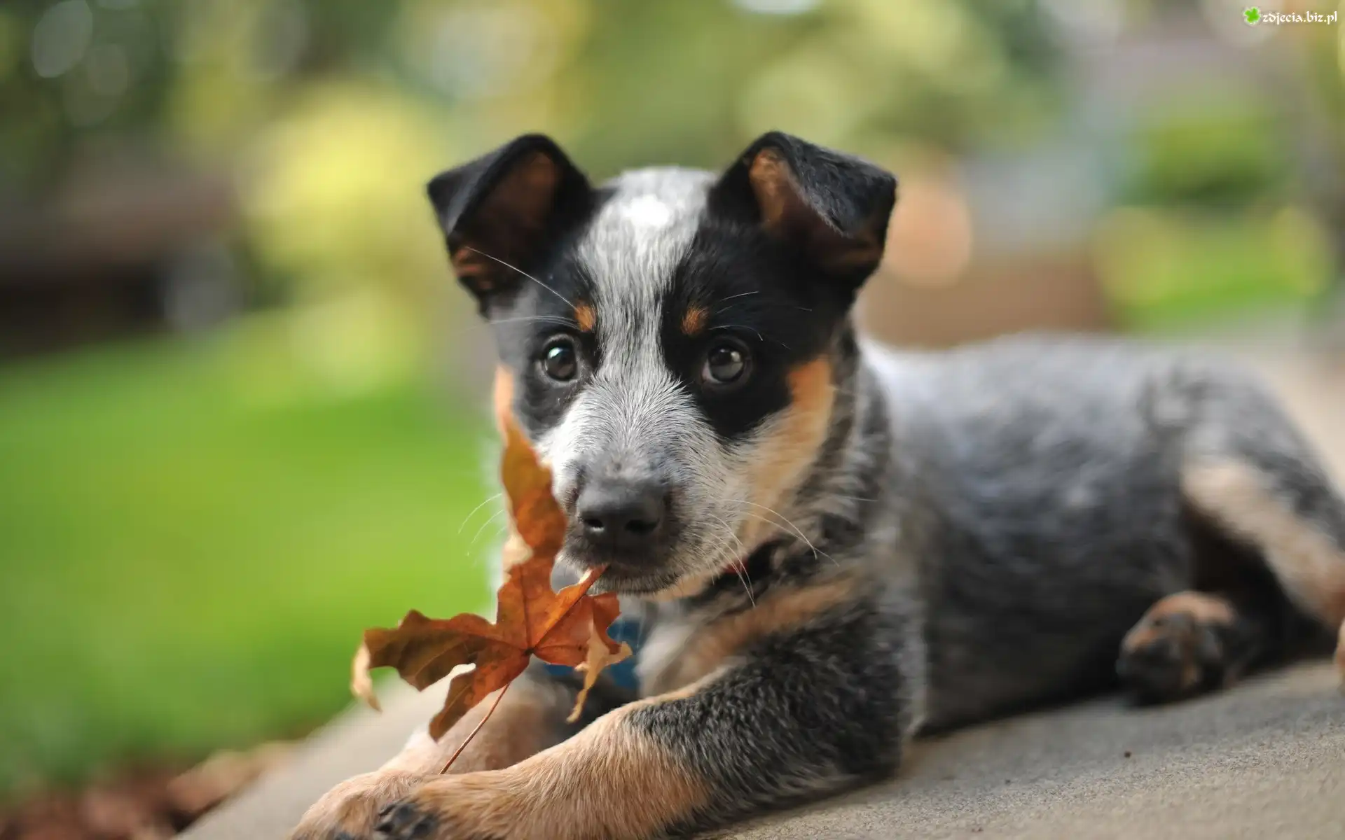 Australian cattle dog