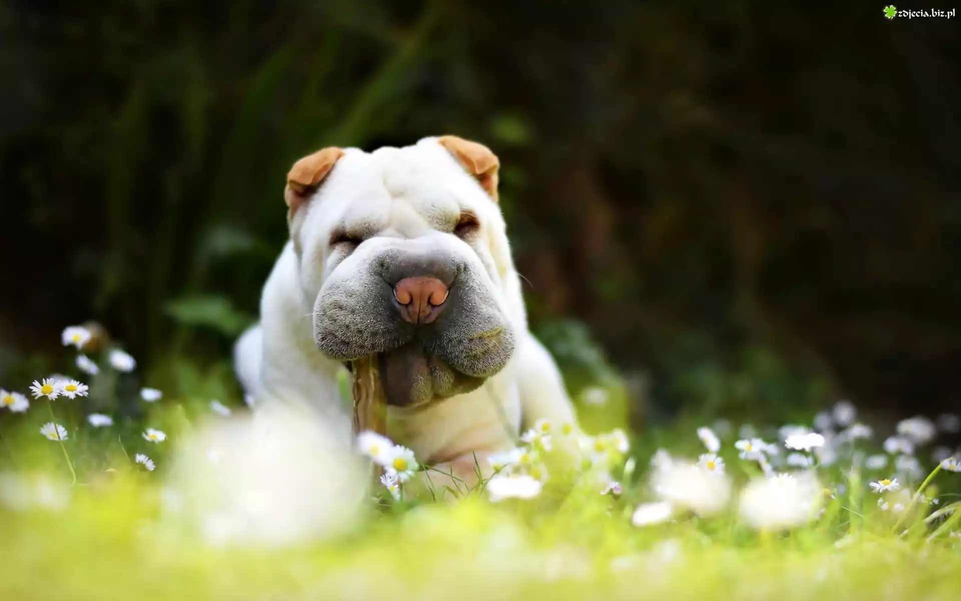 Pies, Shar Pei, Białe, Kwiaty, Stokrotki