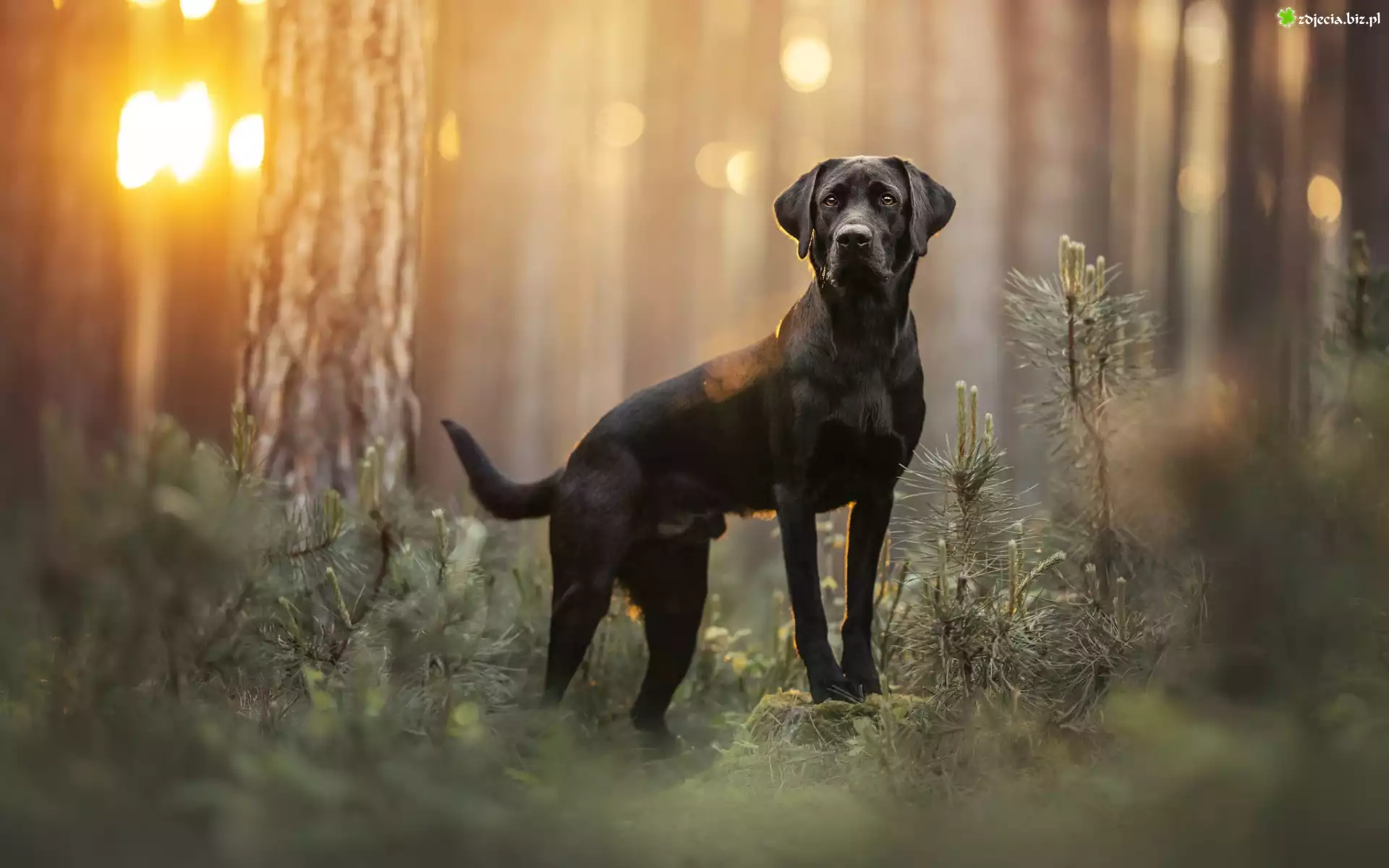 Czarny, Pies, Labrador retriever, Las