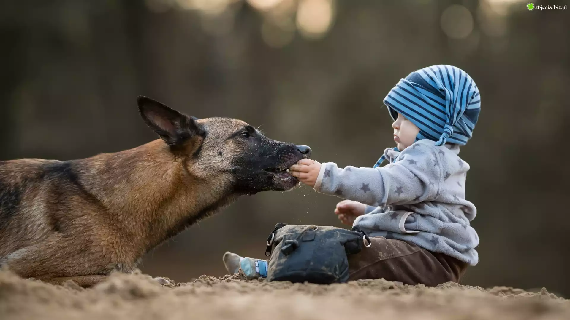 Pies, Owczarek belgijski malinois, Dziecko