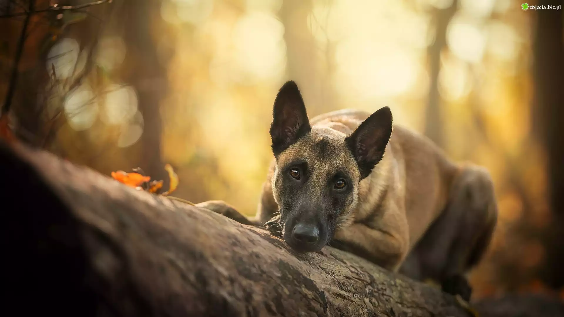 Pies, Owczarek belgijski malinois, Kłoda
