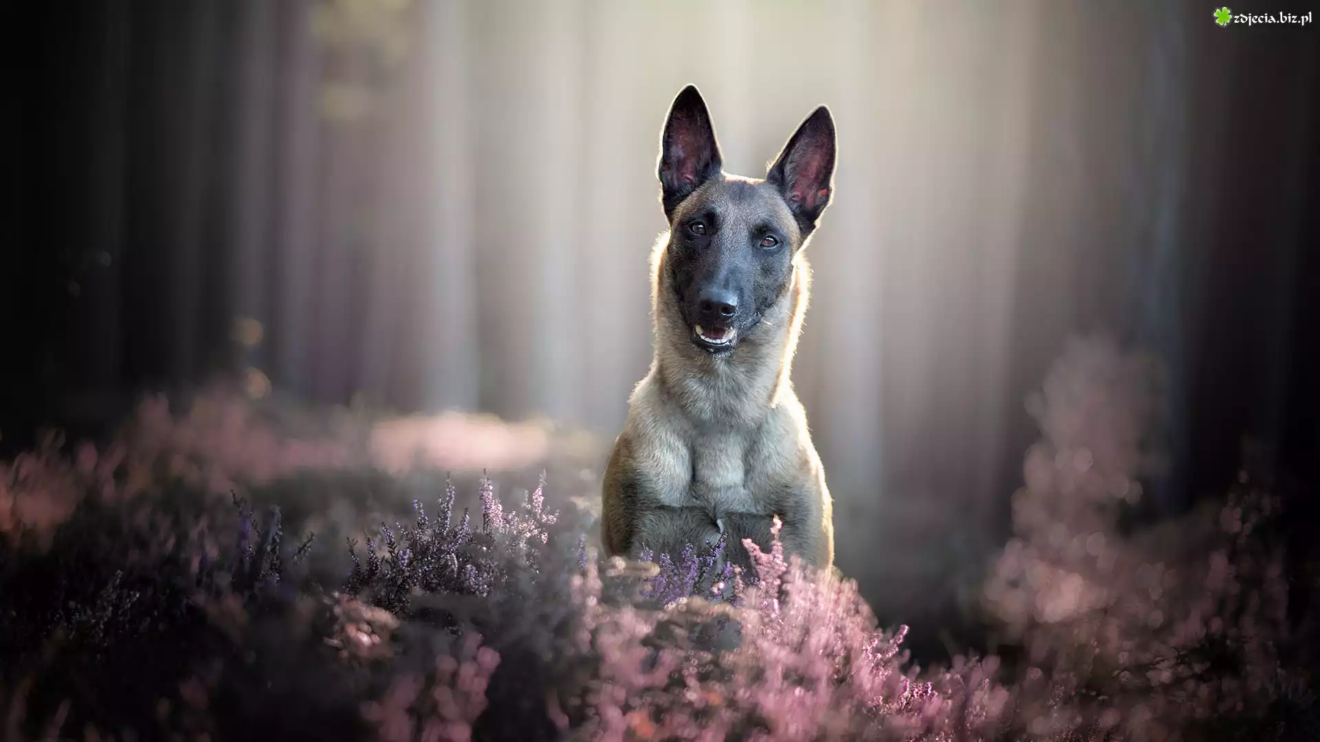 Pies, Mordka, Owczarek belgijski Malinois, Wrzosy
