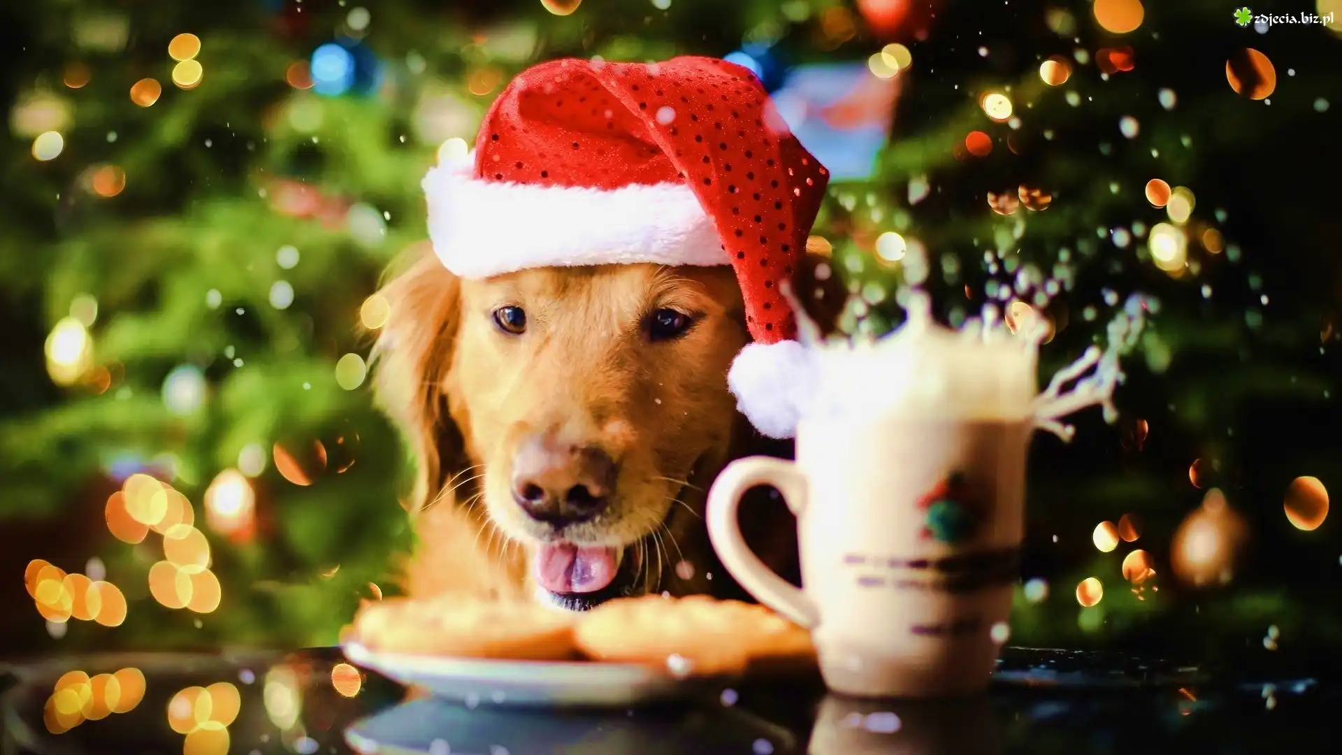 Pies, Golden retriever, Czapka, Mikołaja, Kubek