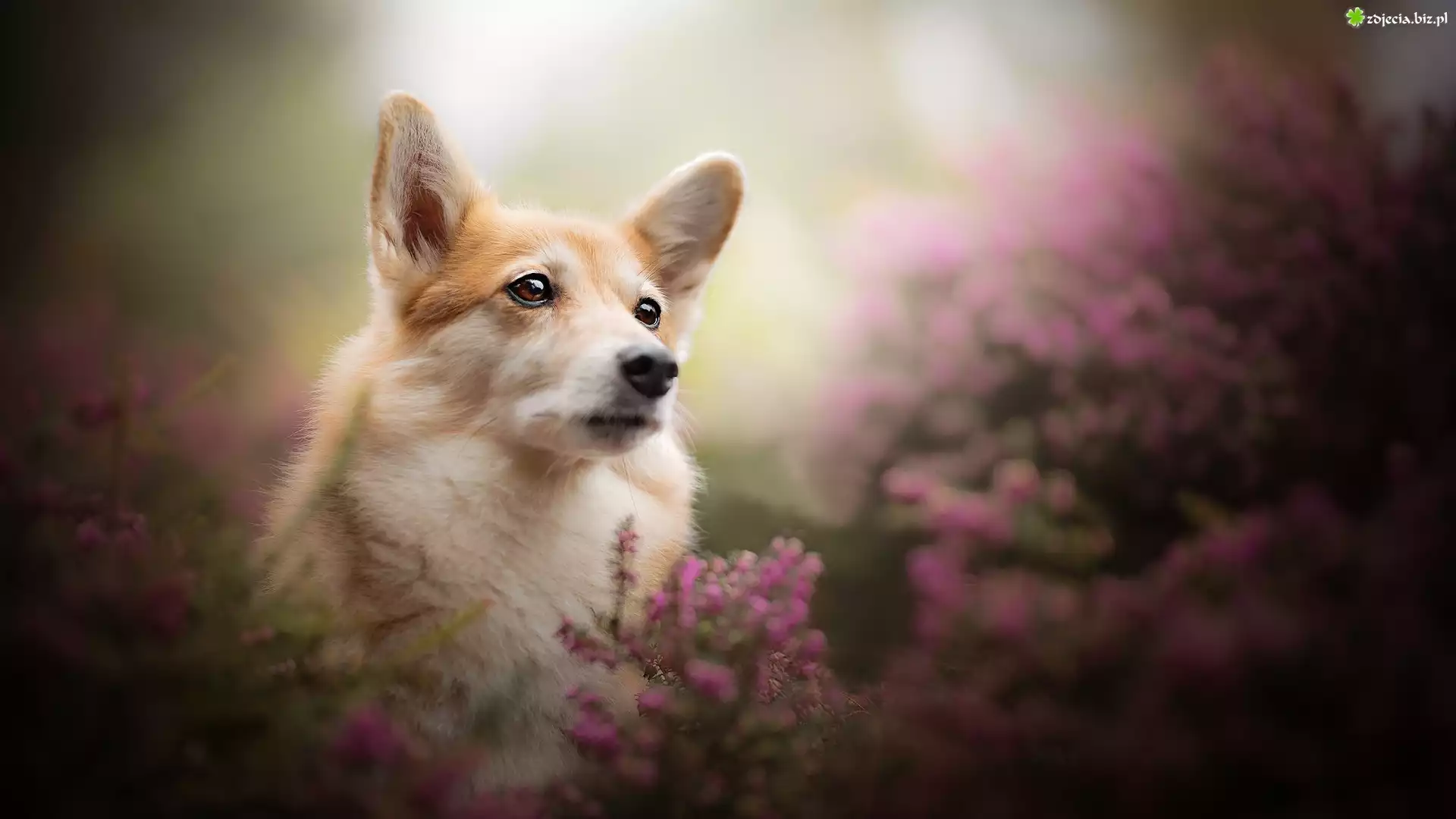 Pies, Welsh corgi pembroke, Mordka, Wrzosy