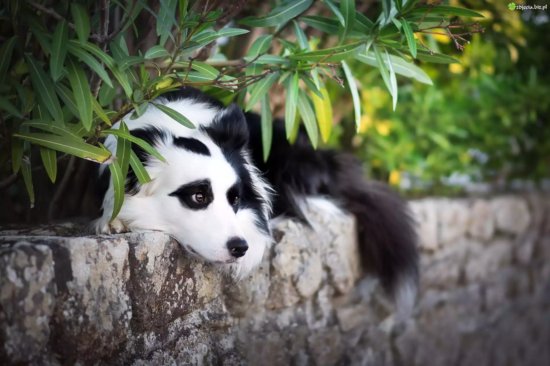 Pies, Border collie, Murek, Rośliny