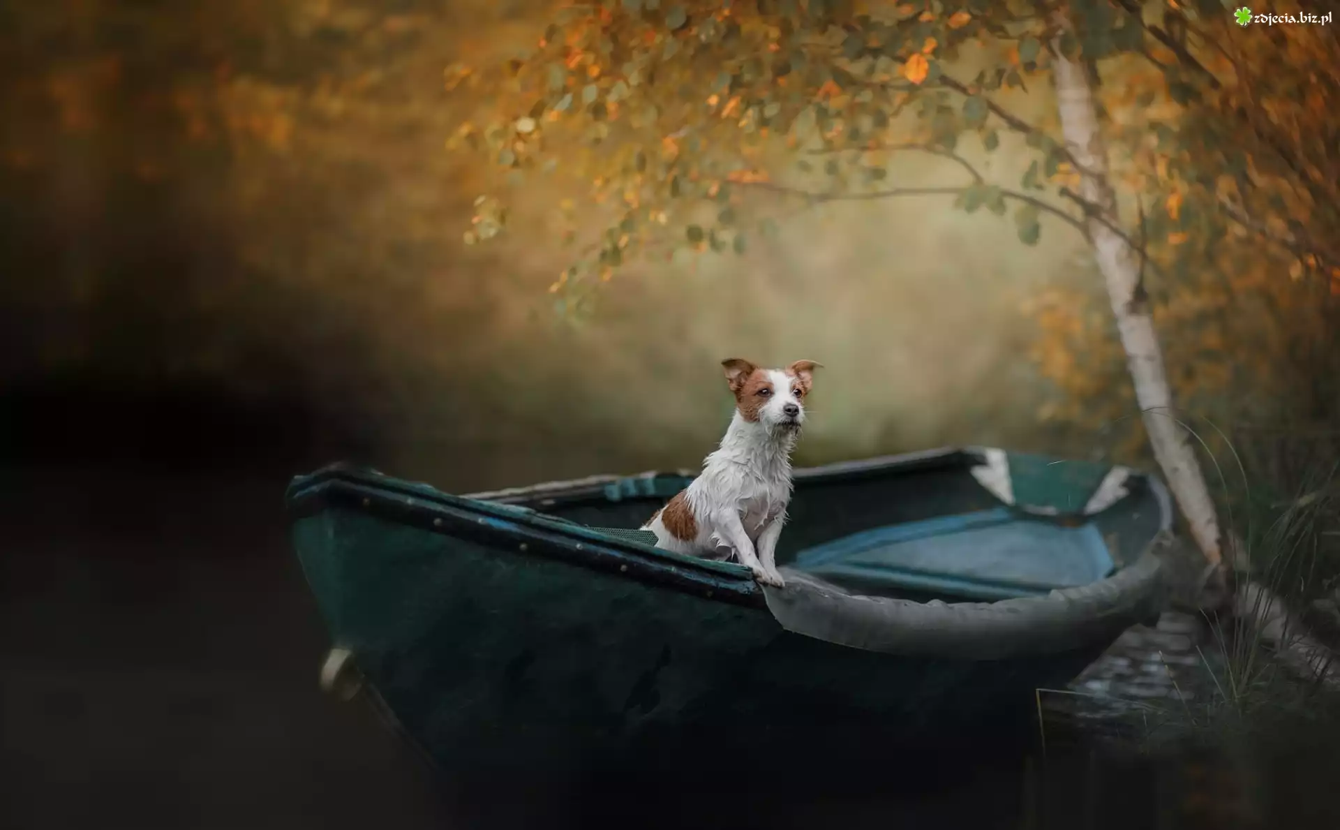 Pies, Jack Russell terrier, Łódka, Brzoza