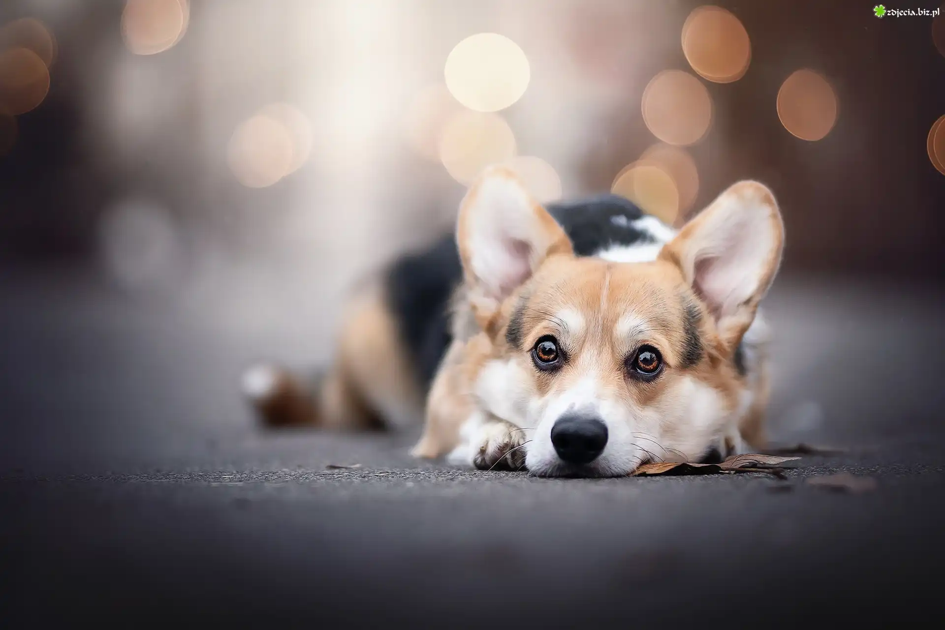 Pies, Welsh corgi pembroke, Leżący