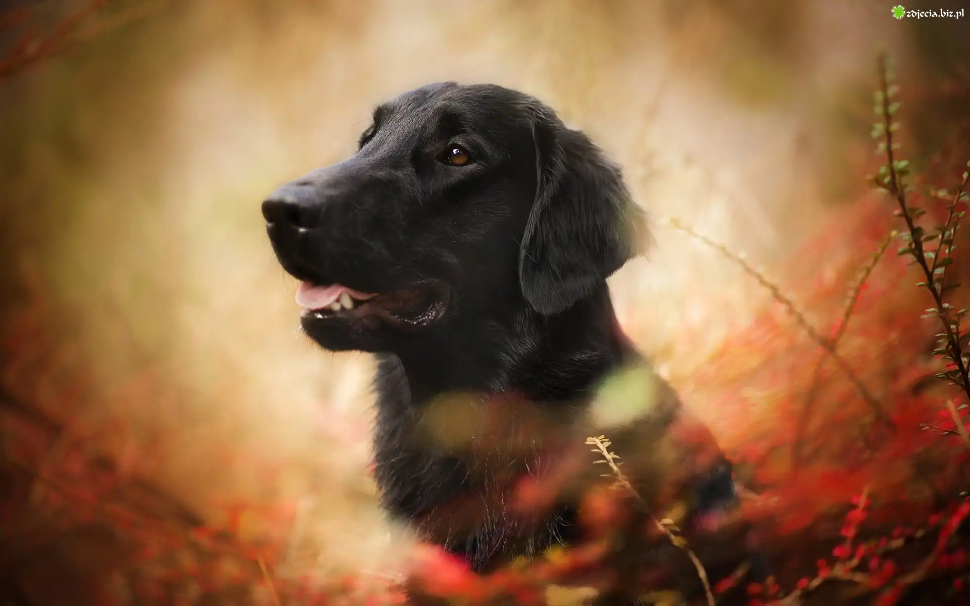 Pies, Flat coated retriever, Gałęzie