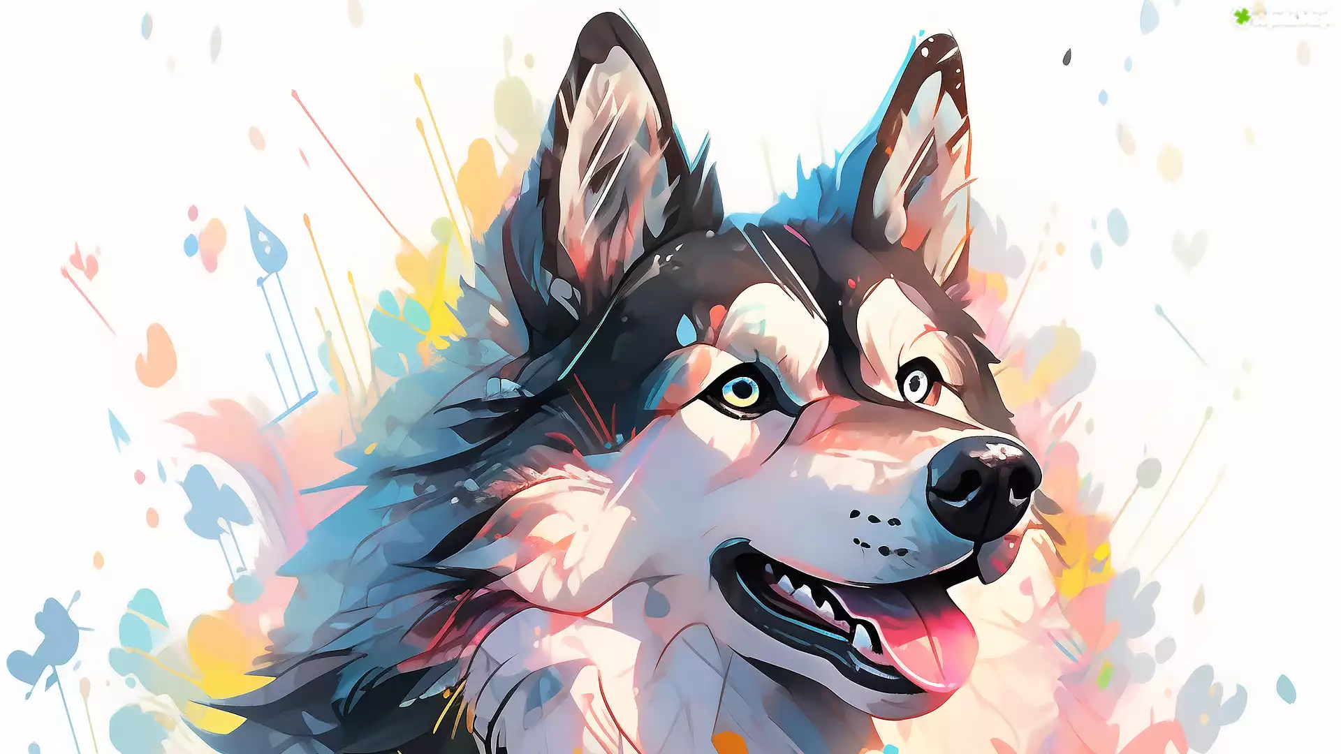 Grafika, Pies, Siberian husky, Farba