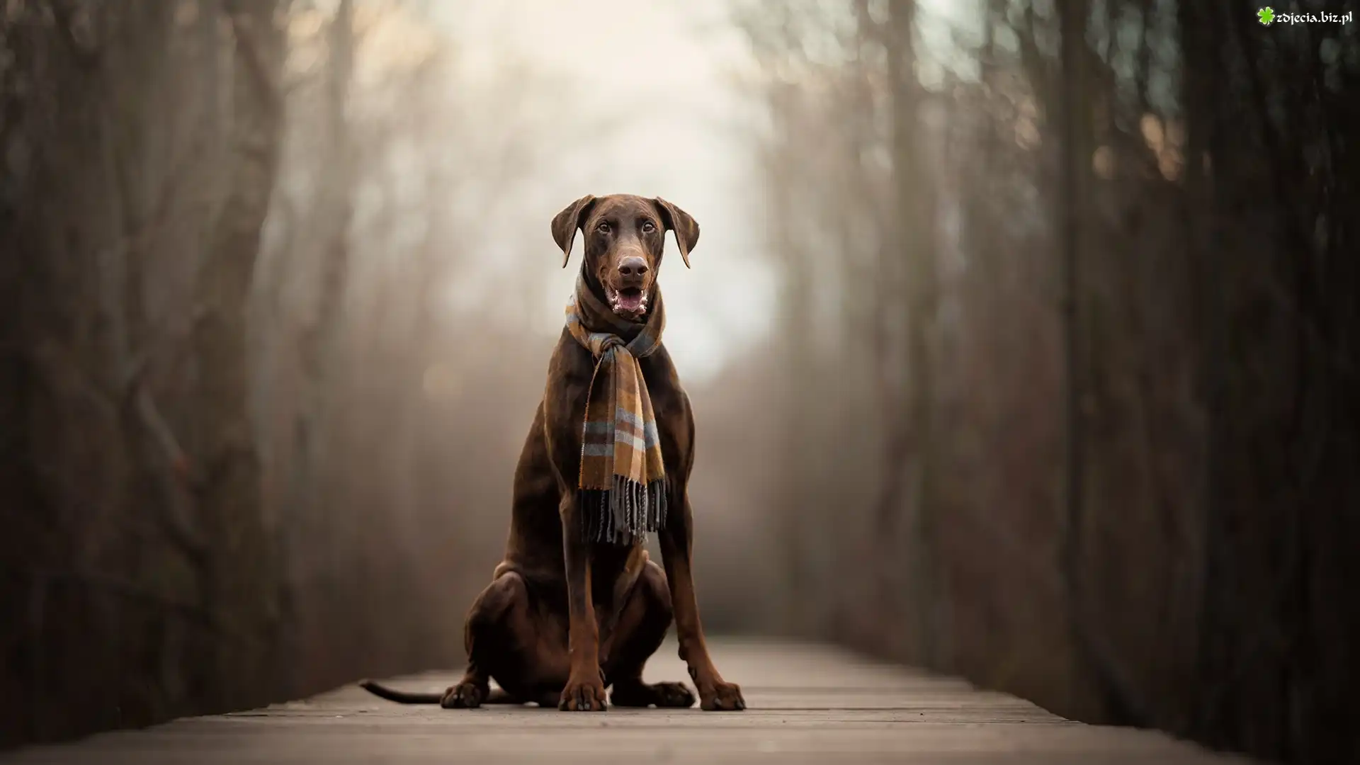 Pies, Doberman, Szalik, Kładka