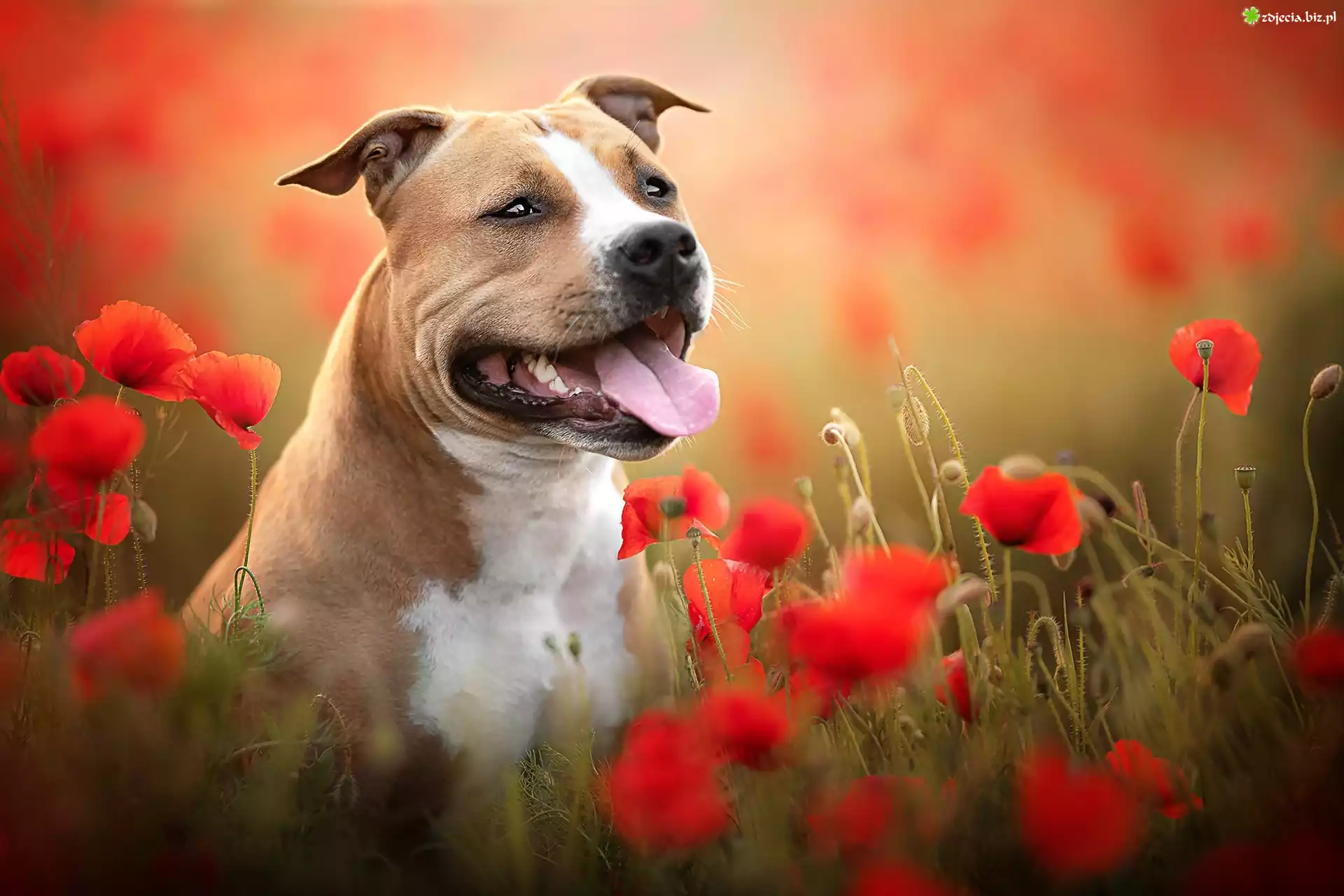 Pies, Staffordshire bull terrier, Maki