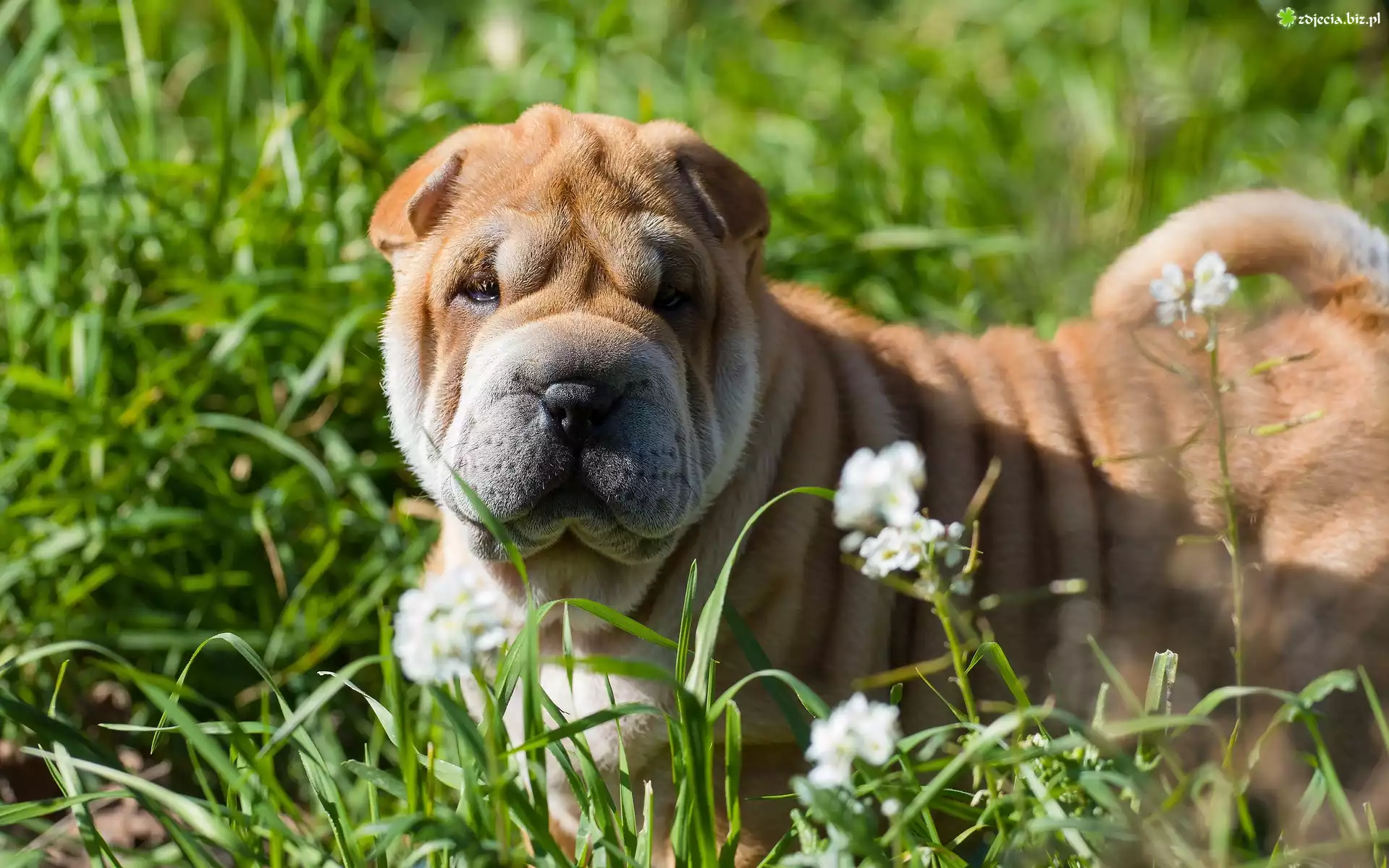 Pies, Shar pei, Łąka, Trawa, Kwiaty