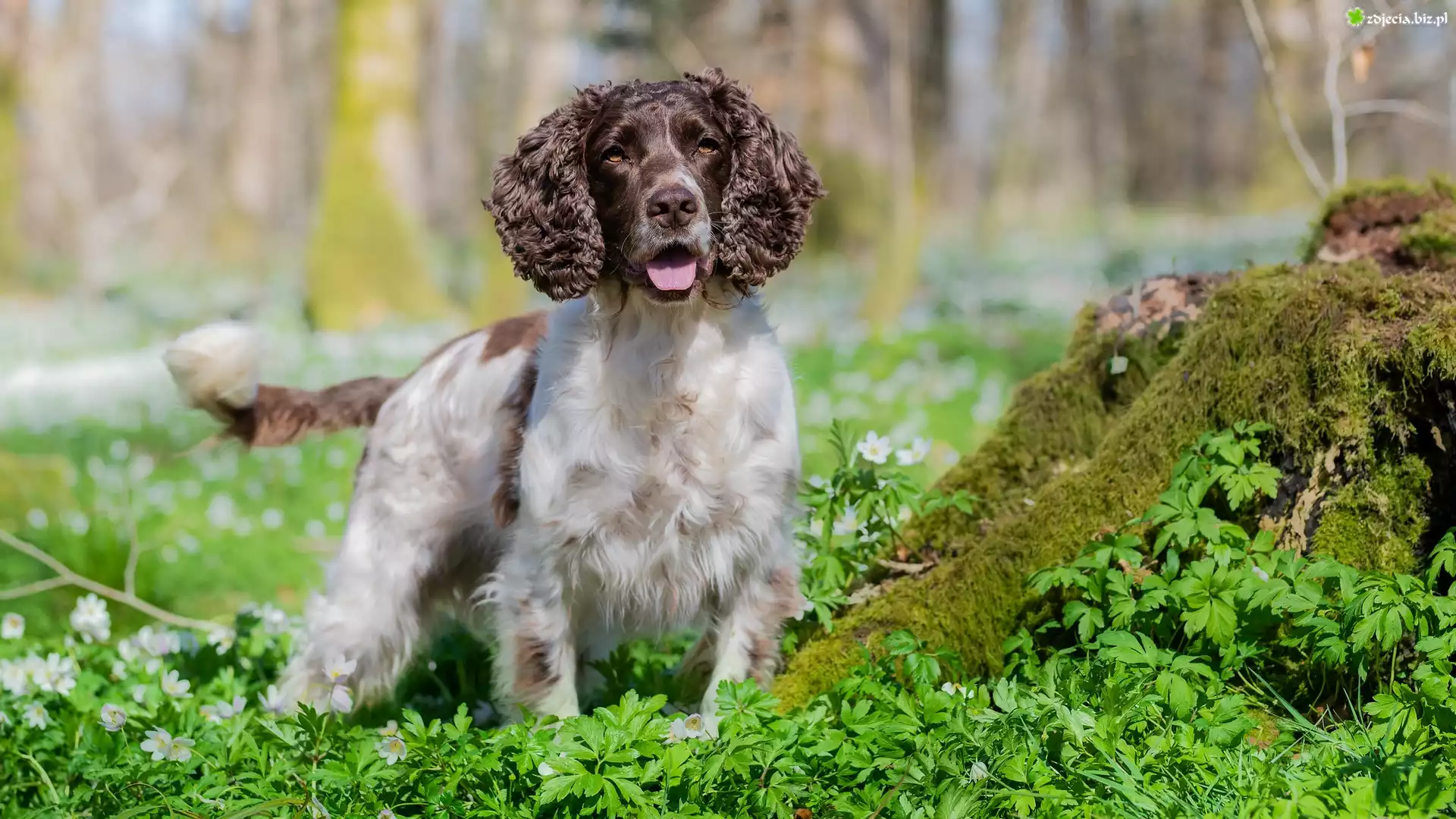 Pies, Springer spaniel angielski, Trawa, Mech