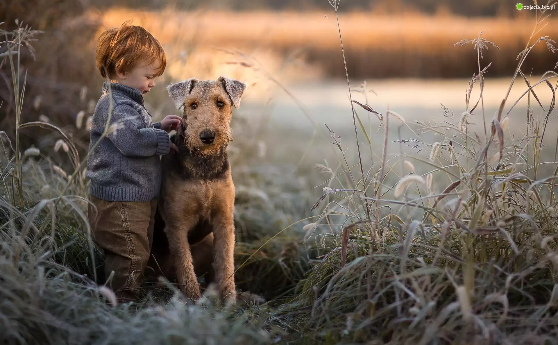 Pies, Airedale terrier, Chłopiec, Trzciny, Trawy