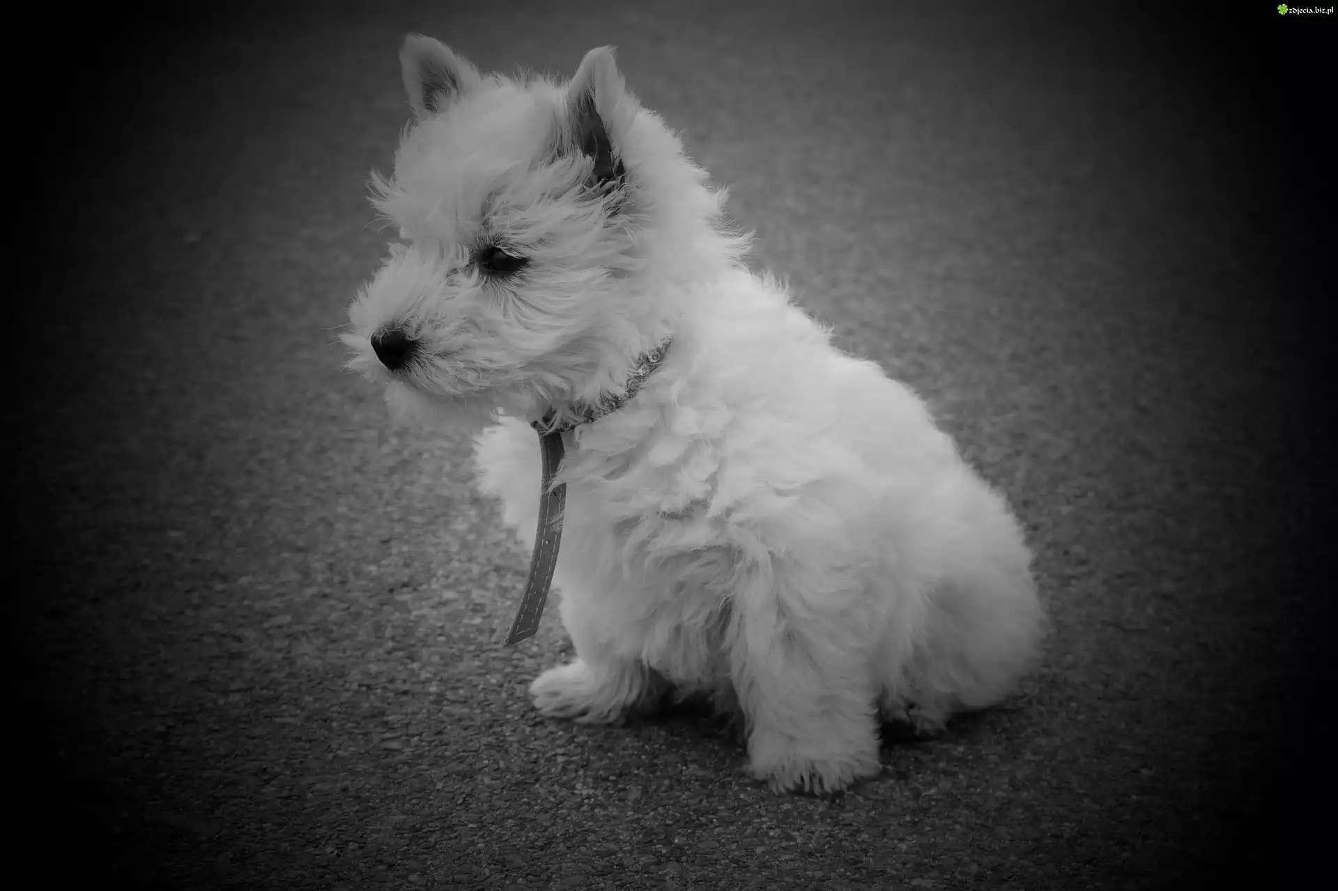 Pies, West Highland White Terrier
