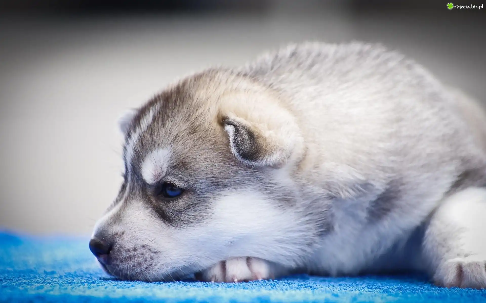 Piesek, Szczeniak, Siberian Husky
