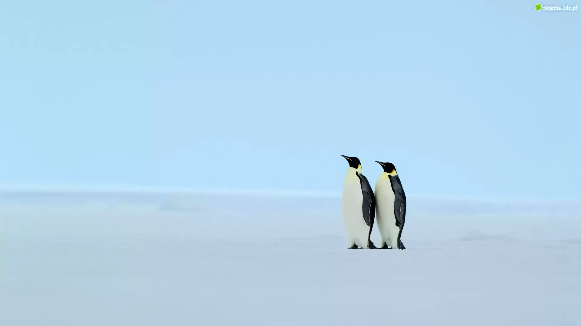 Pingwiny