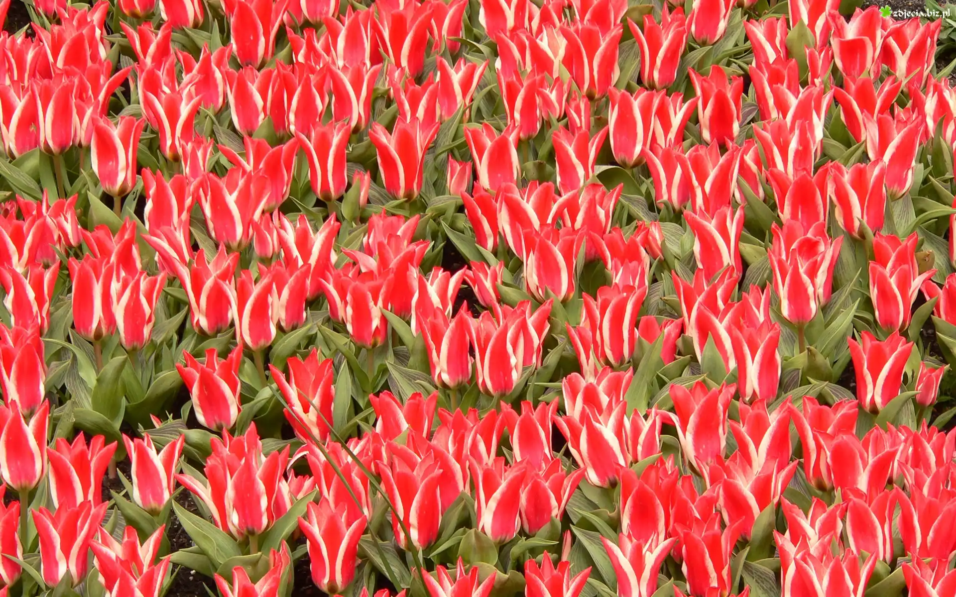 Plantacja, Czerwono, Białych, Ozdobnych, Tulipanów
