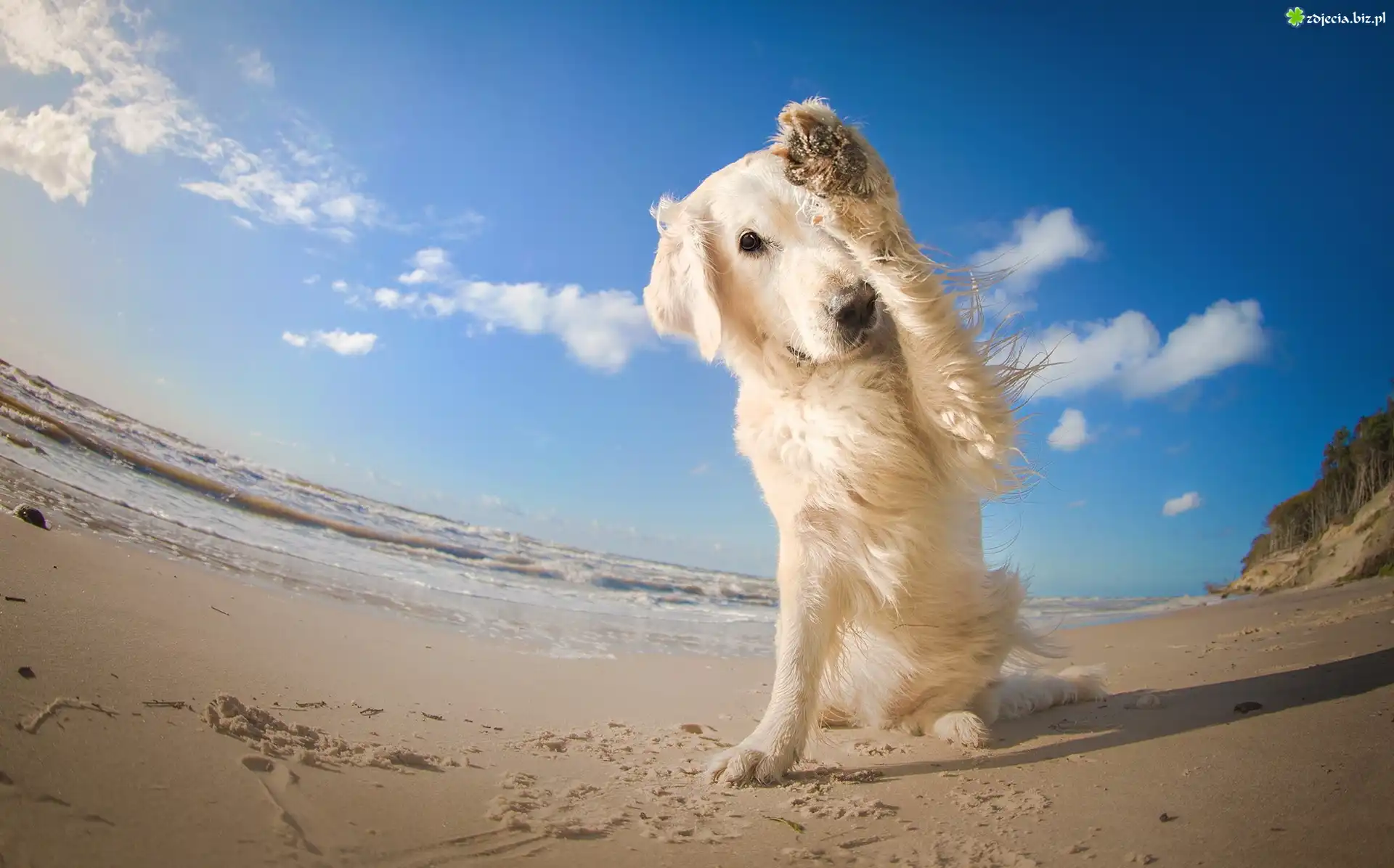 Plaża, Zawstydzony, Golden, Retriever