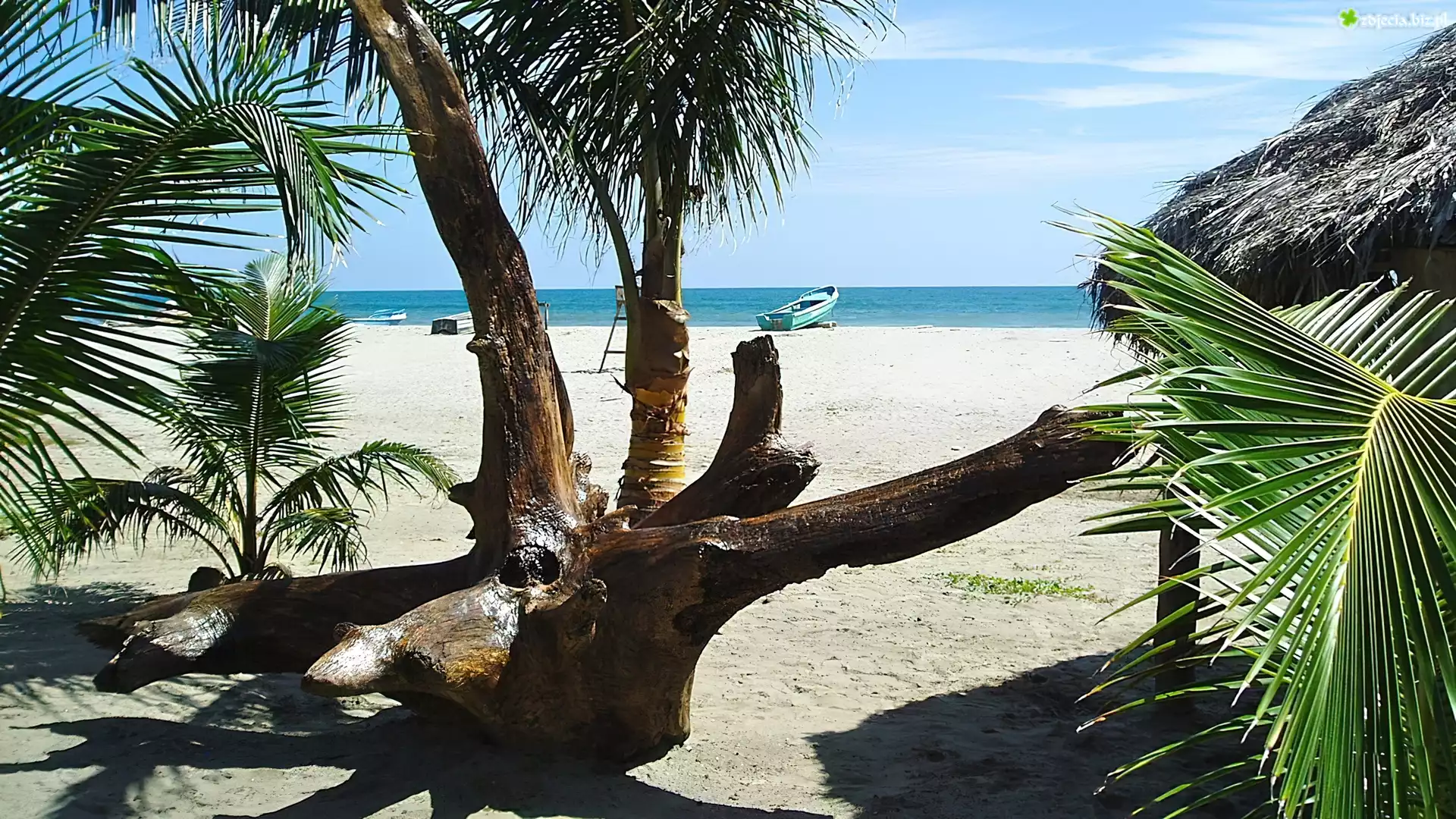 Plaża, Palmy, Łódka, Ocean, Tropik
