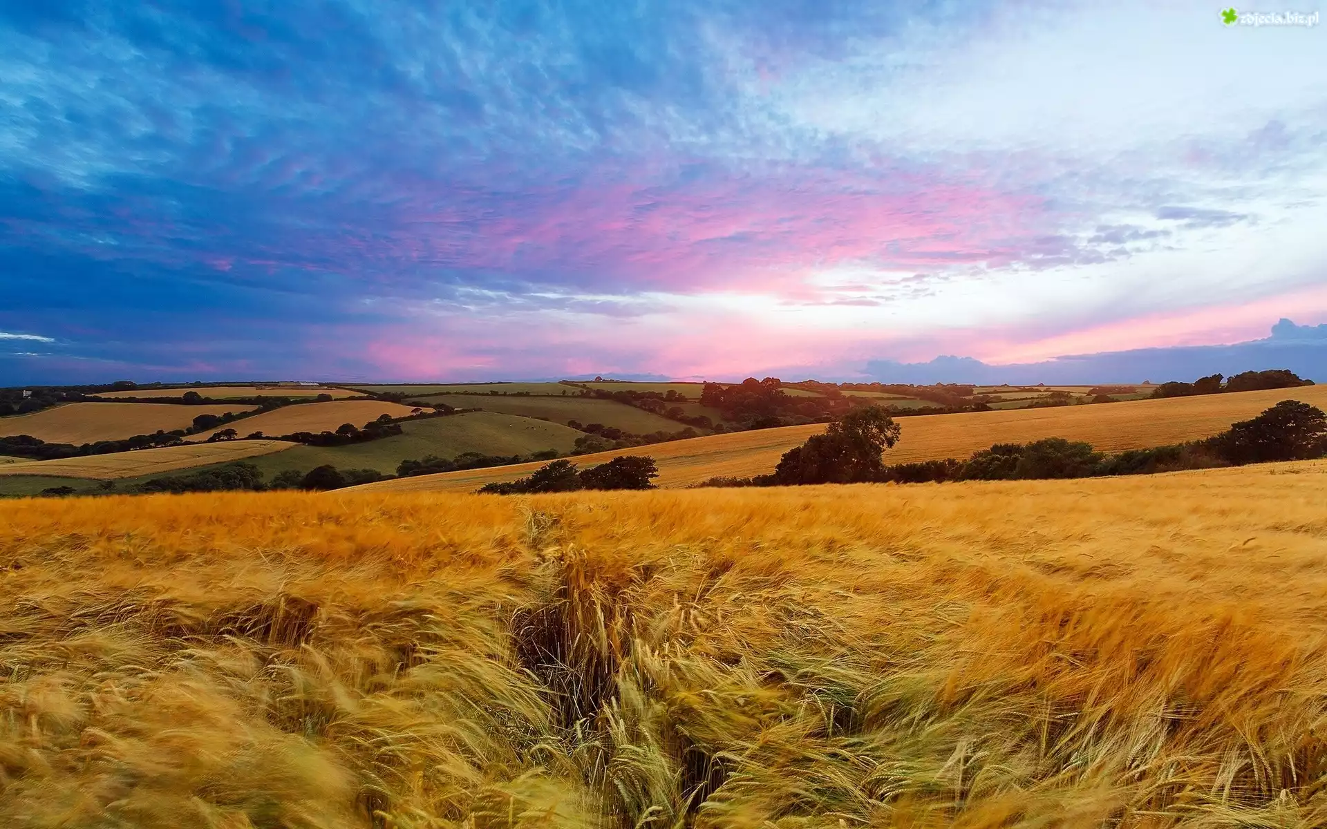 Pola, Zboże, Łąki, Chmury, Panorama