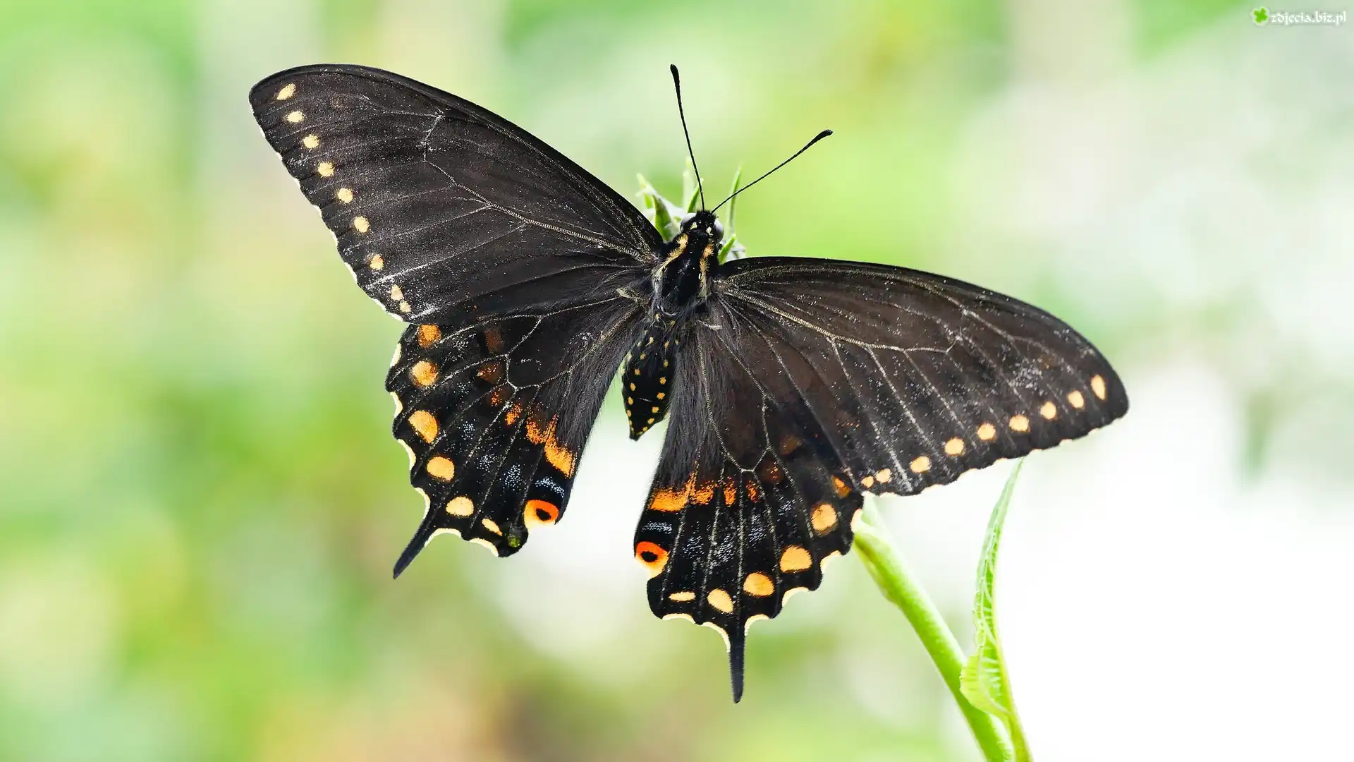 Motyl, Czarny, Papilio polyxenes