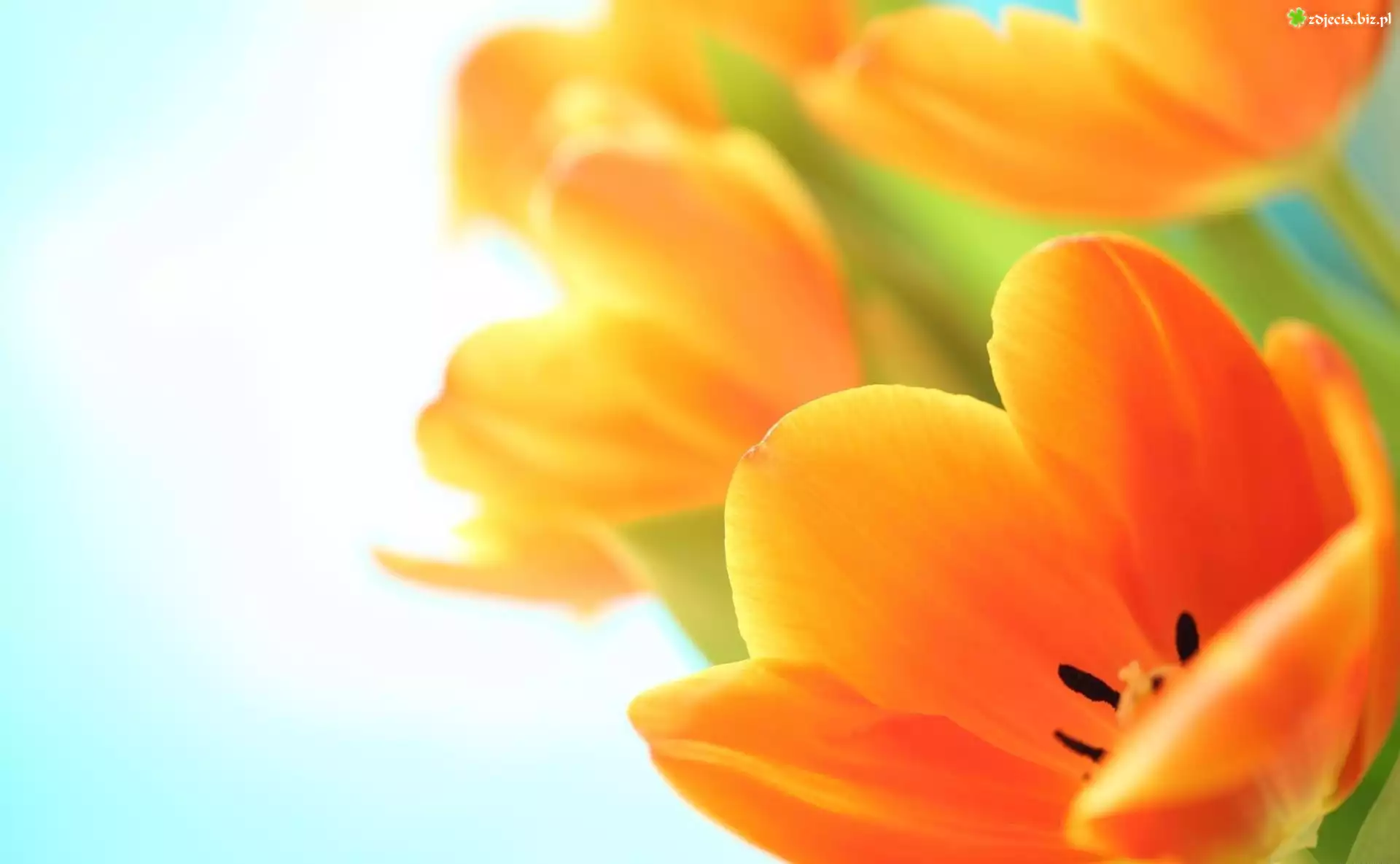 Żółte, Pomarańczowe, Tulipany