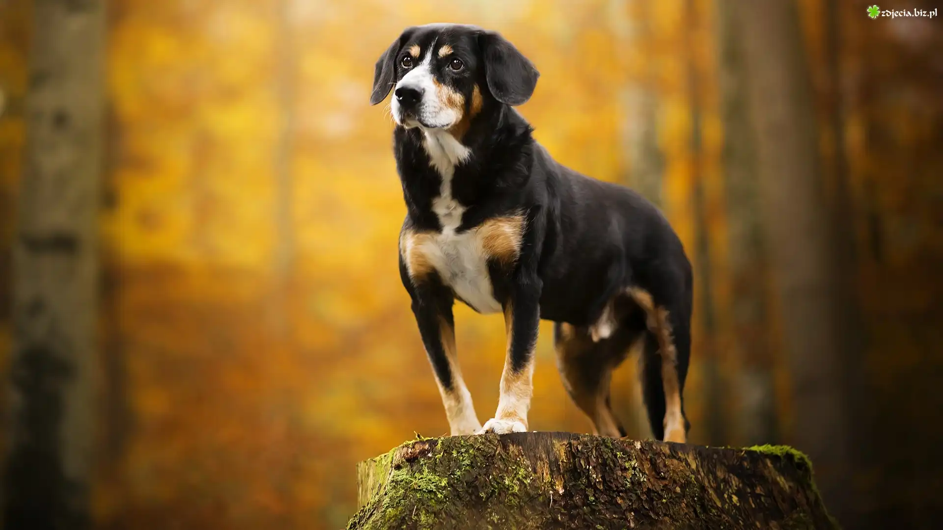 Pies, Entlebucher, Postawa, Pień Entlebucher