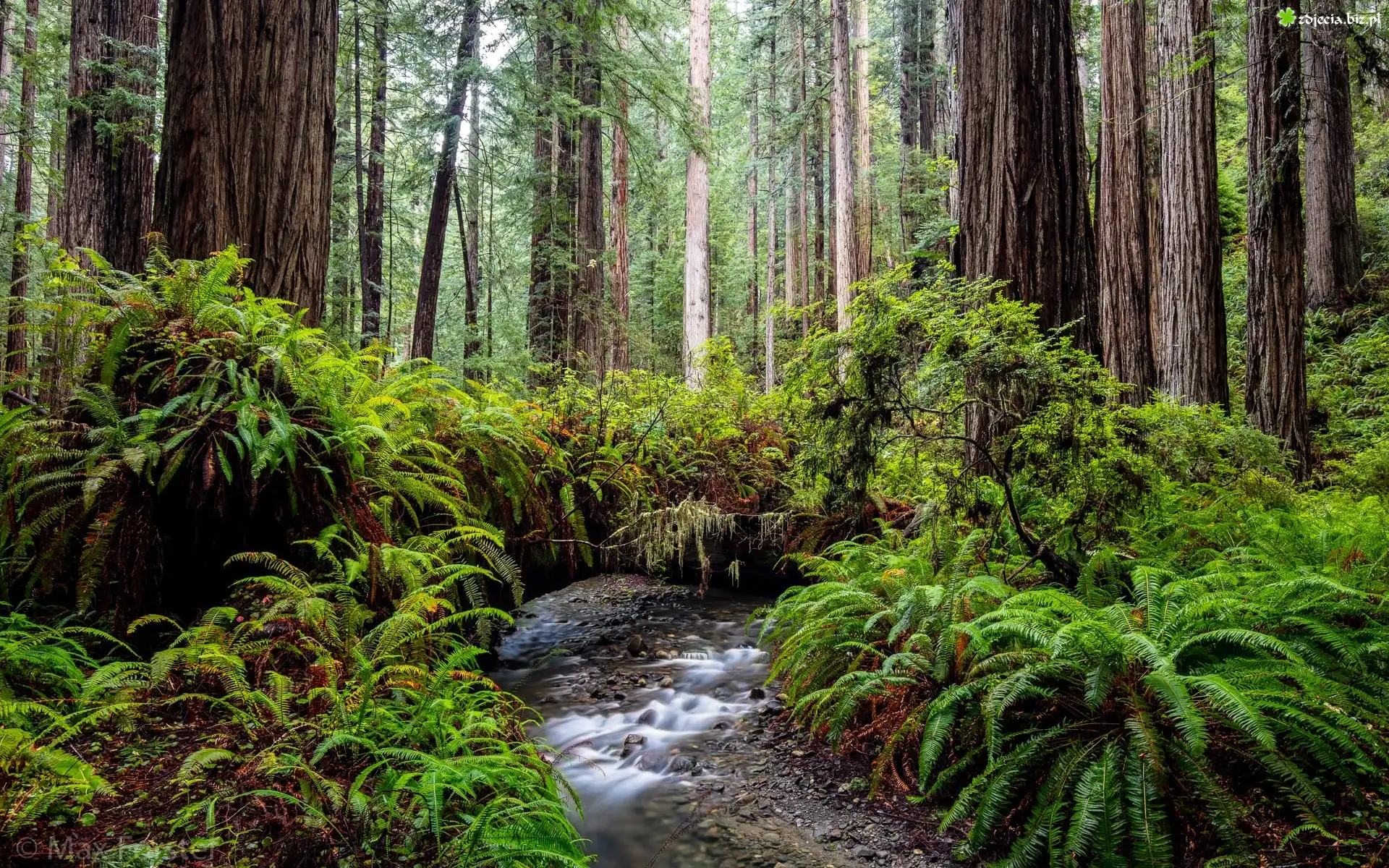Las, Drzewa, Sekwoje, Paprocie, Park stanowy, Rzeka, Prairie Creek Redwood State Park, Kalifornia, Stany Zjednoczone