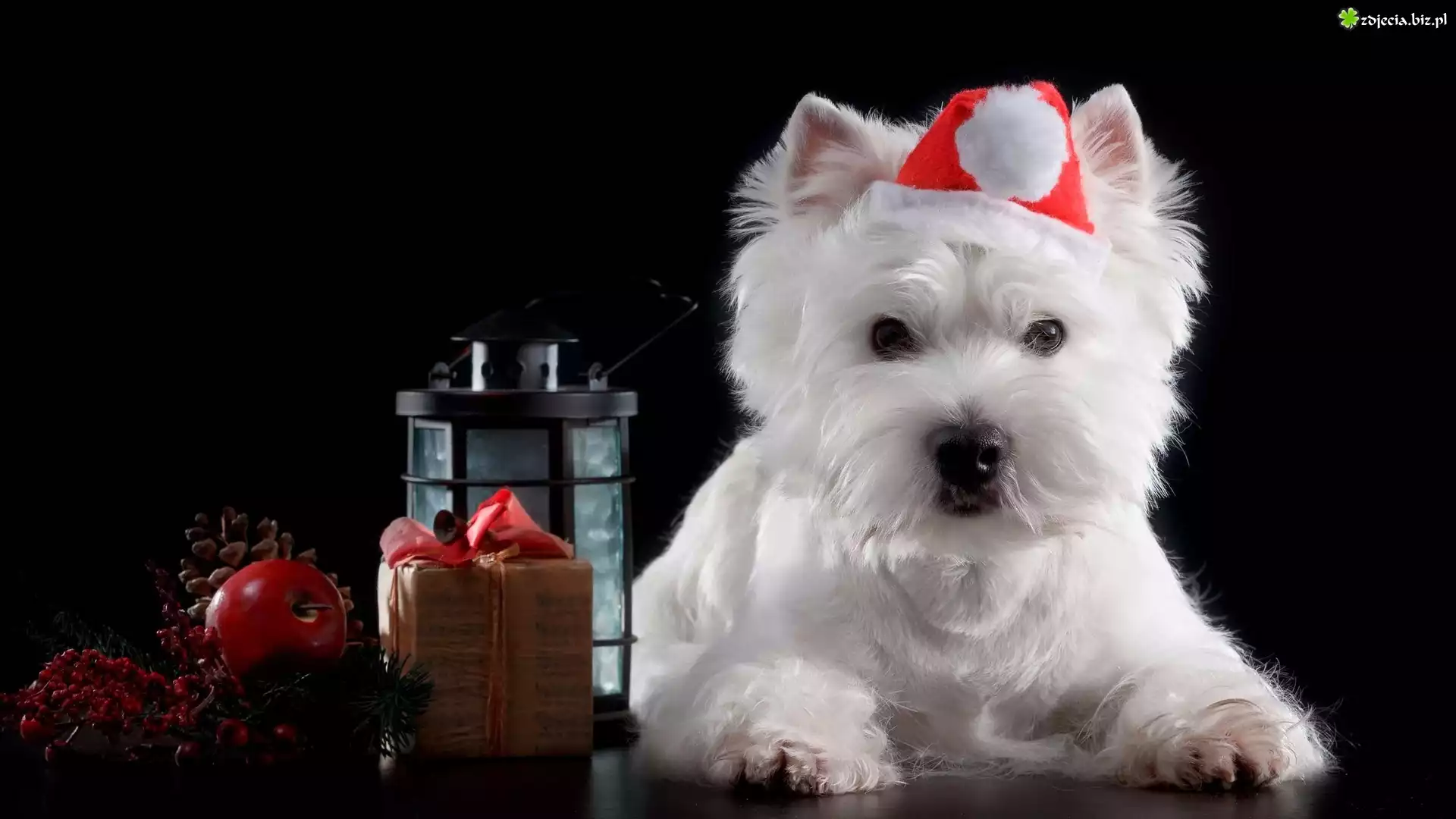 Biały, Pies, West Highland White Terrier, Czapka, Mikołaja, Lampion, Prezent