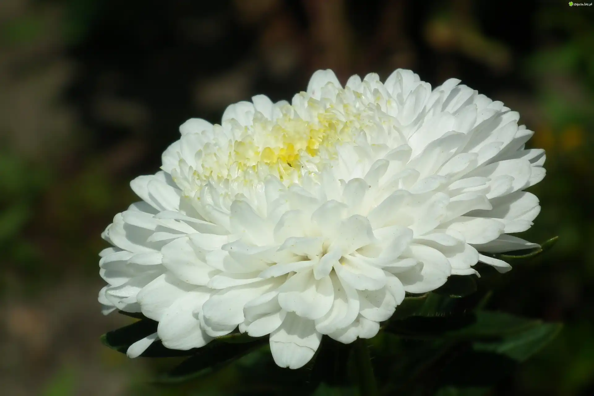 Przyroda, Kwiat, Aster, Biały