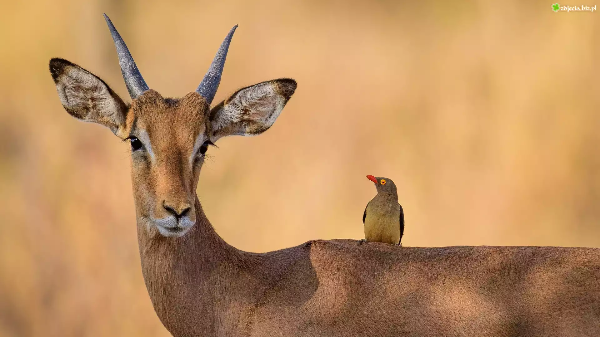 Impala, Ptak, Bąkojad