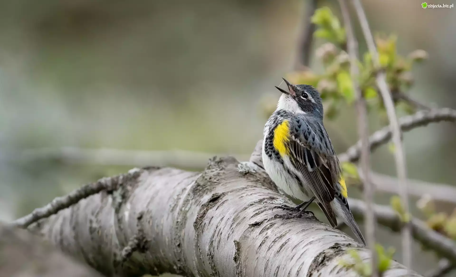 Ptak, Lasówka, Myrtle warbler, Gałąź