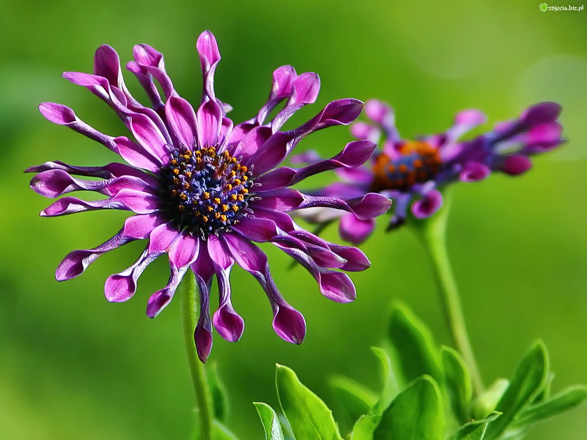 Purpurowy, Kwiat