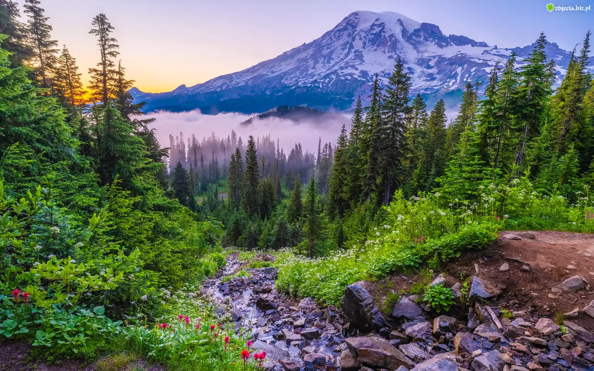 Stany Zjednoczone, Waszyngton, Park Narodowy Mount Rainier, Góra, Mount Rainier, Mgła, Drzewa