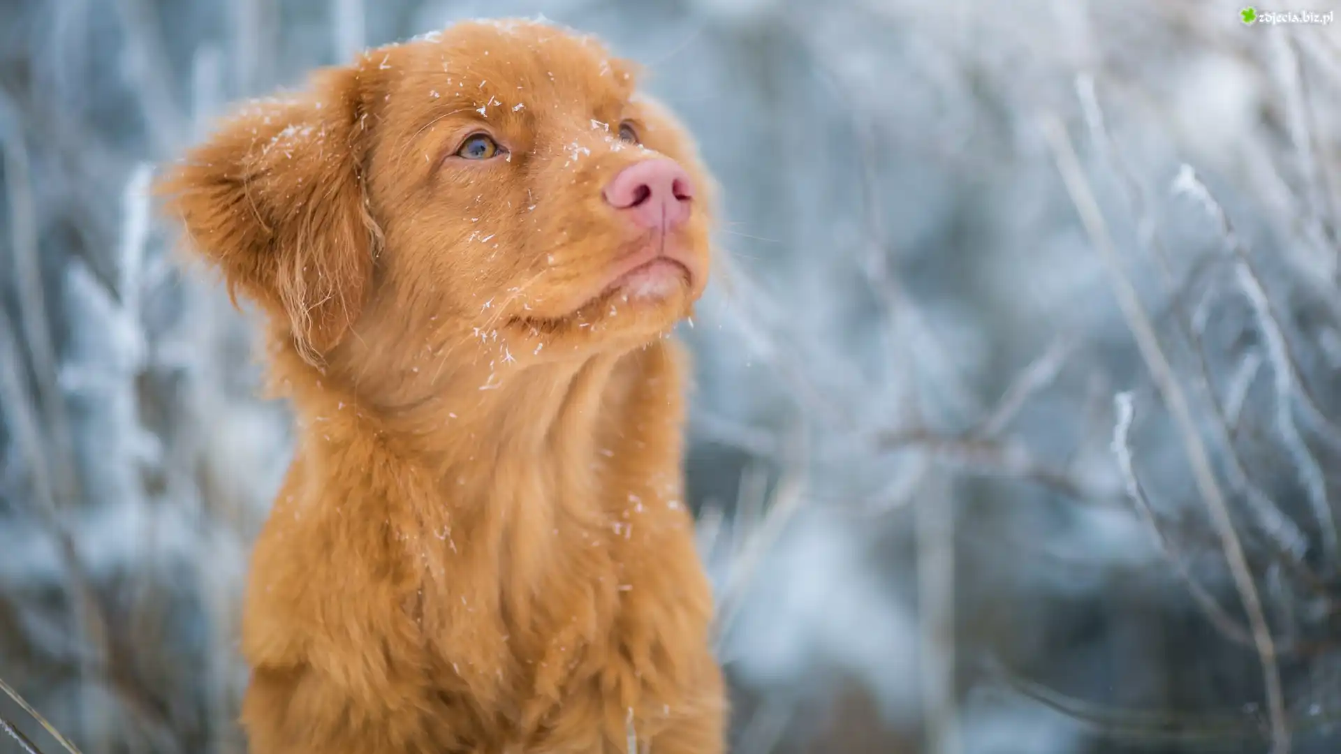 Pies, Retriever z Nowej Szkocji, Mordka, Rozmyte tło