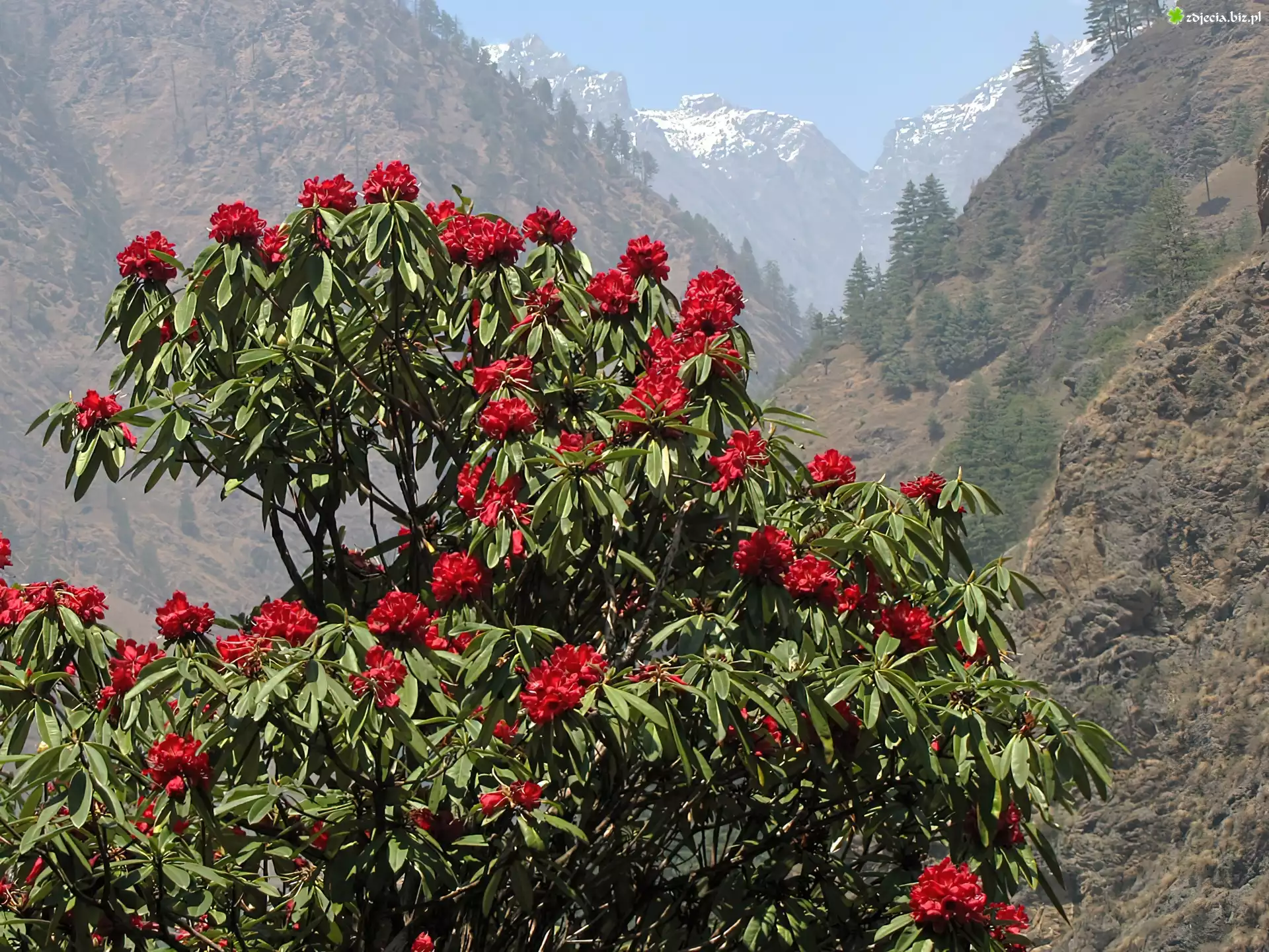Rhododendron, Góry