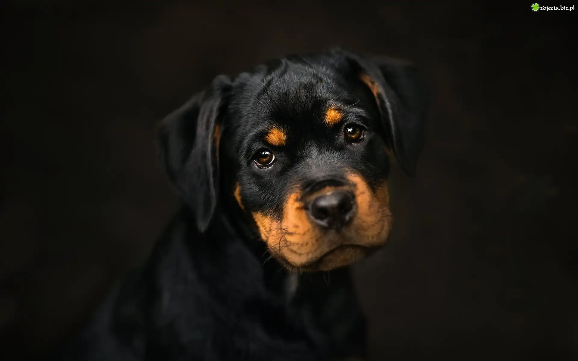 Rottweiler, Szczeniak, Czarne tło